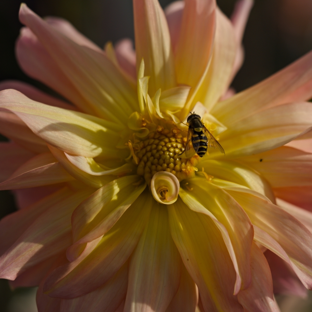 bee on a dahlia