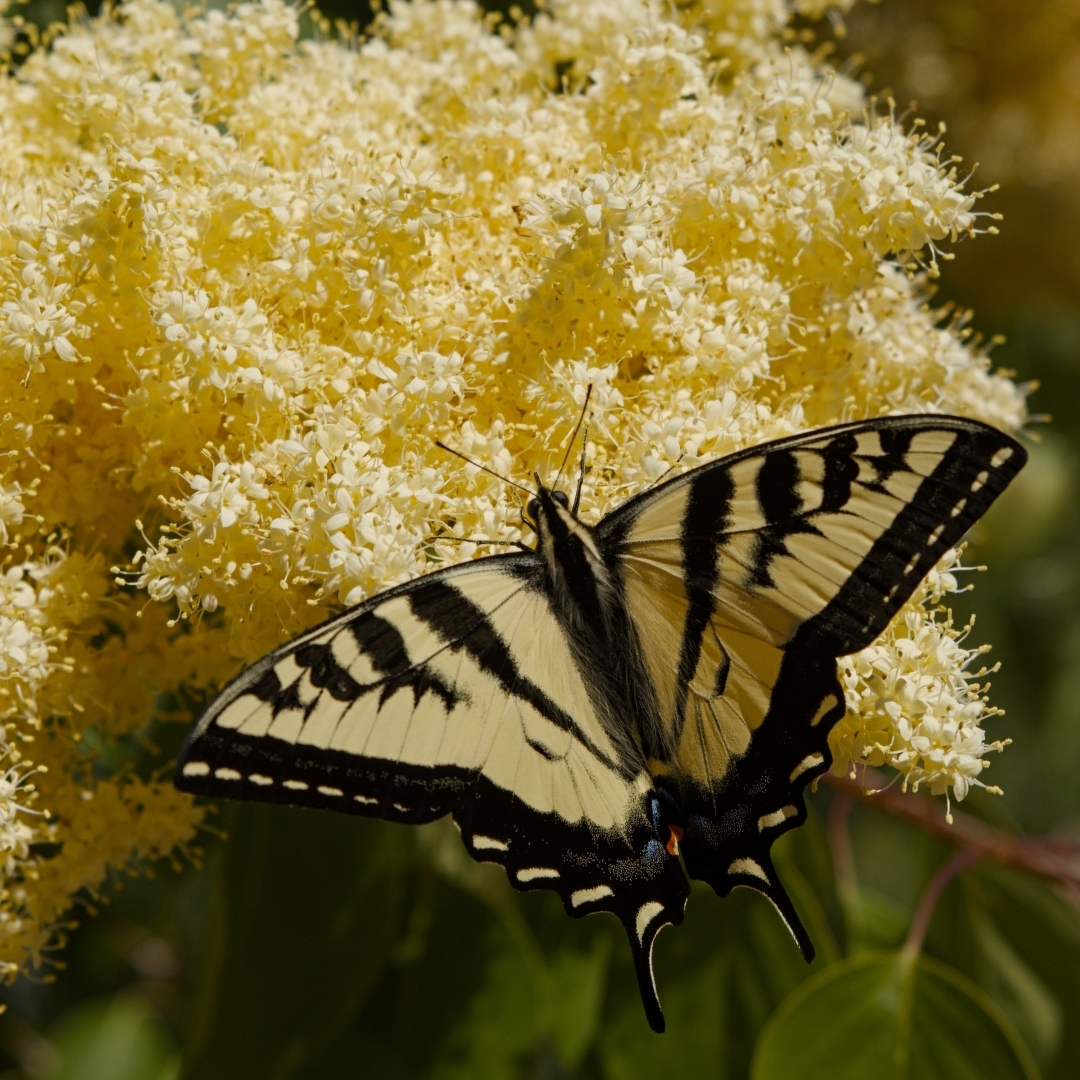 swallowtail butterfly perched on some yellow flowers