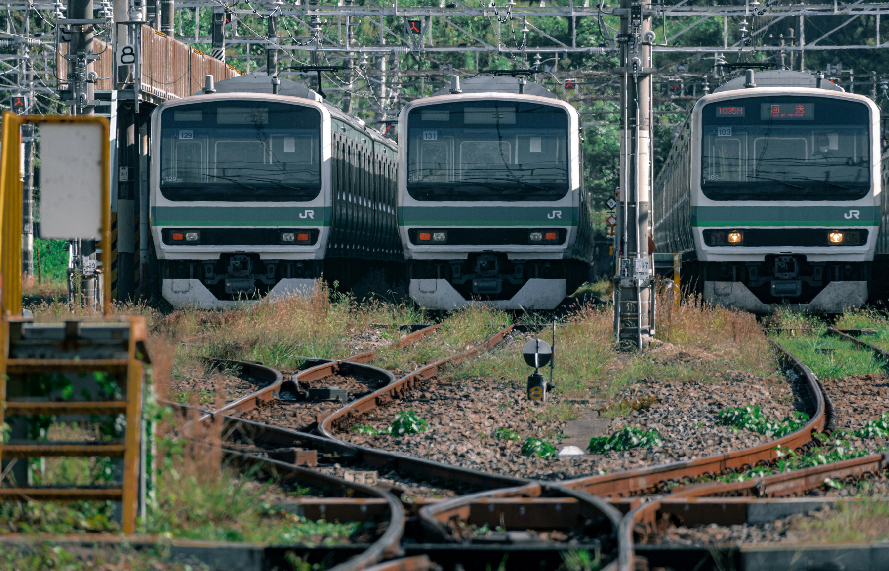 Auto-generated description: Three trains are parked side-by-side on railway tracks surrounded by overgrown grass.