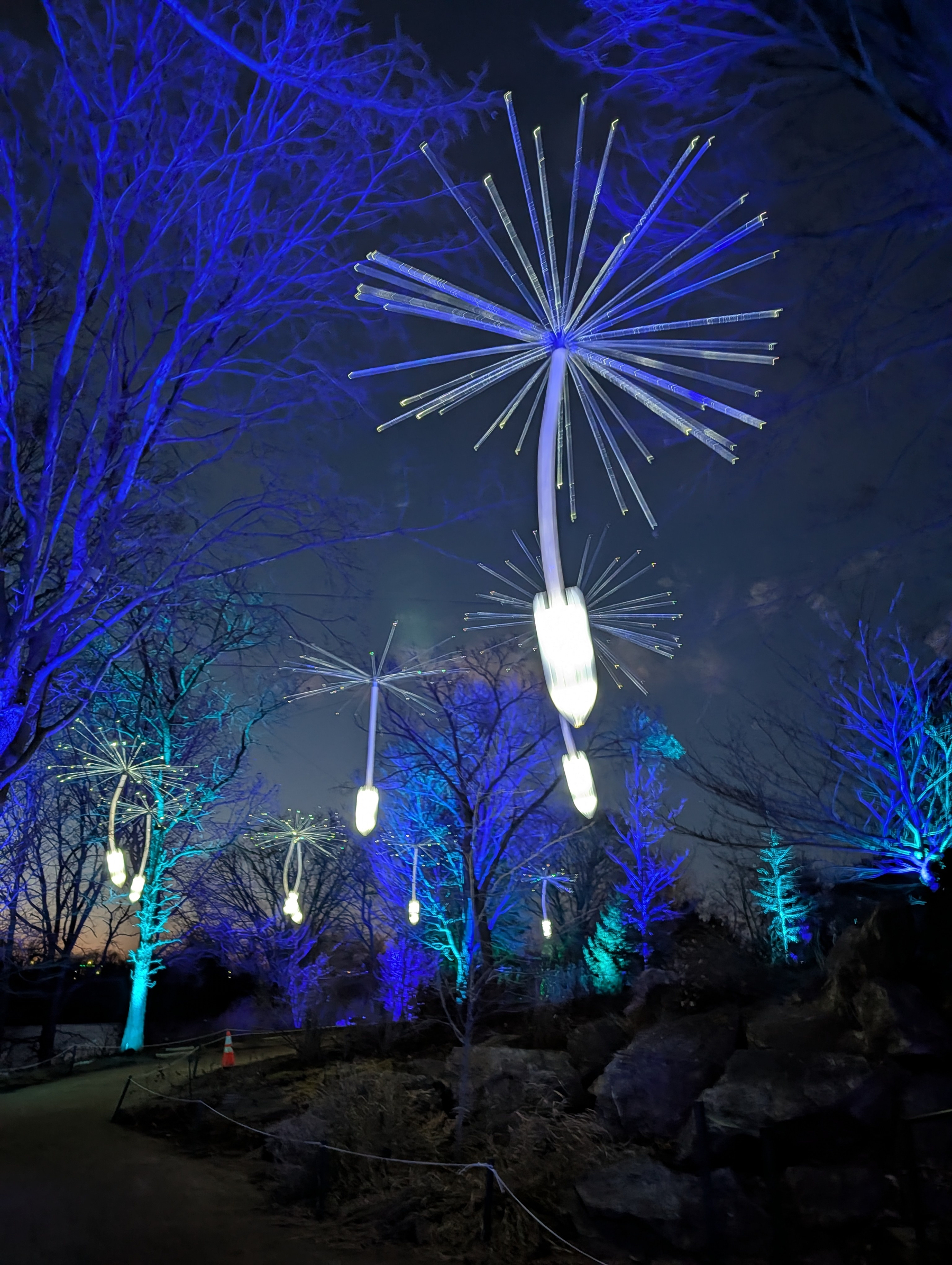 Large illuminated dandelion sculptures light up a dark, tree-lined path.  The dandelion seeds lit in white hang suspended in the branches.  The trees along the path are covered in small blue and green lights that cast a blue glow.