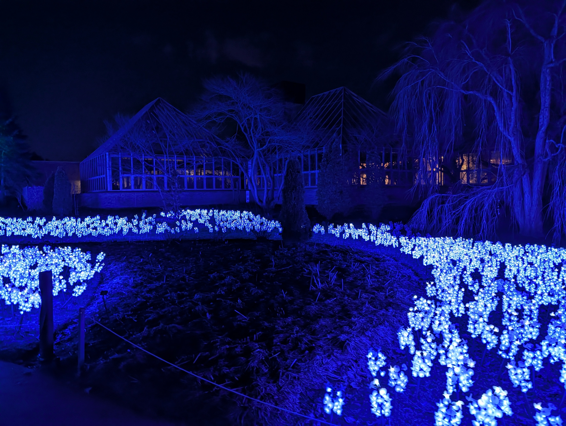 Glowing swaths of illuminated bluebells outline a pathway in front of a dark greenhouse at night.