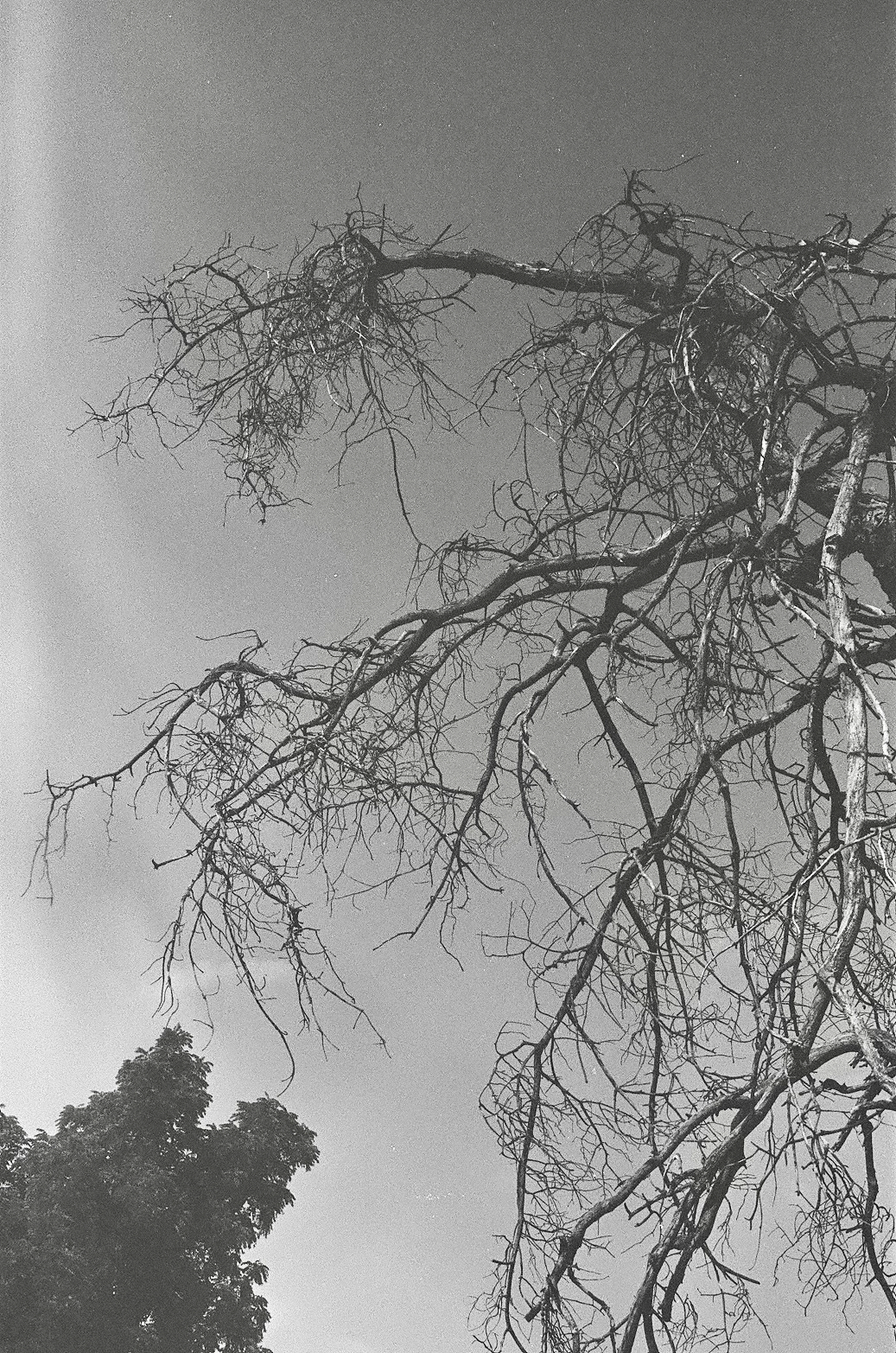 A gnarled tree against the sky. 