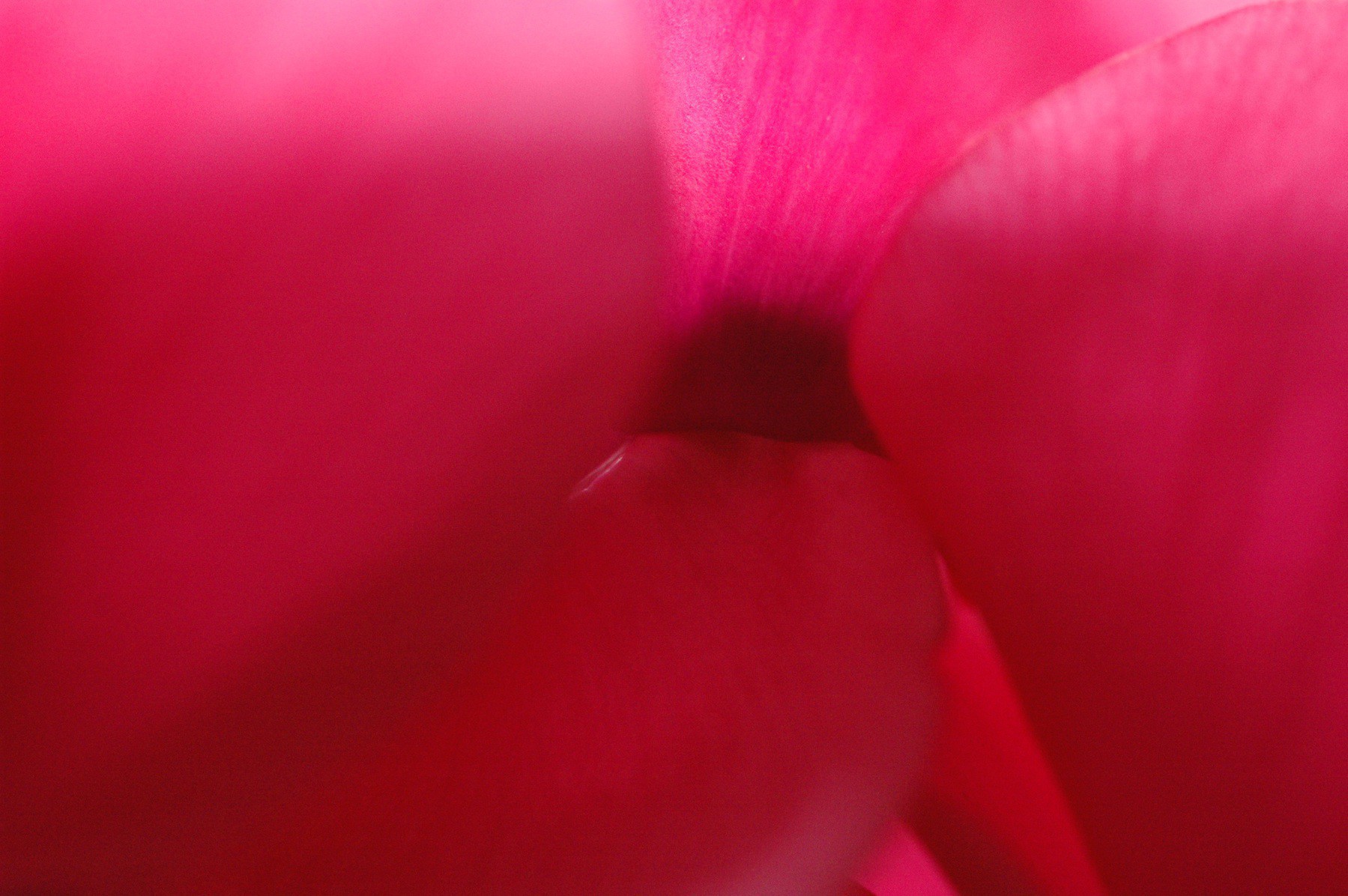 Inner part of cyclamen flower