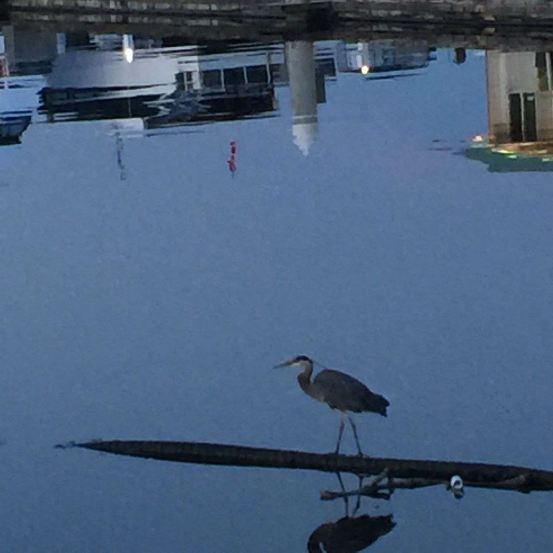 Heron & reflecting water in marina