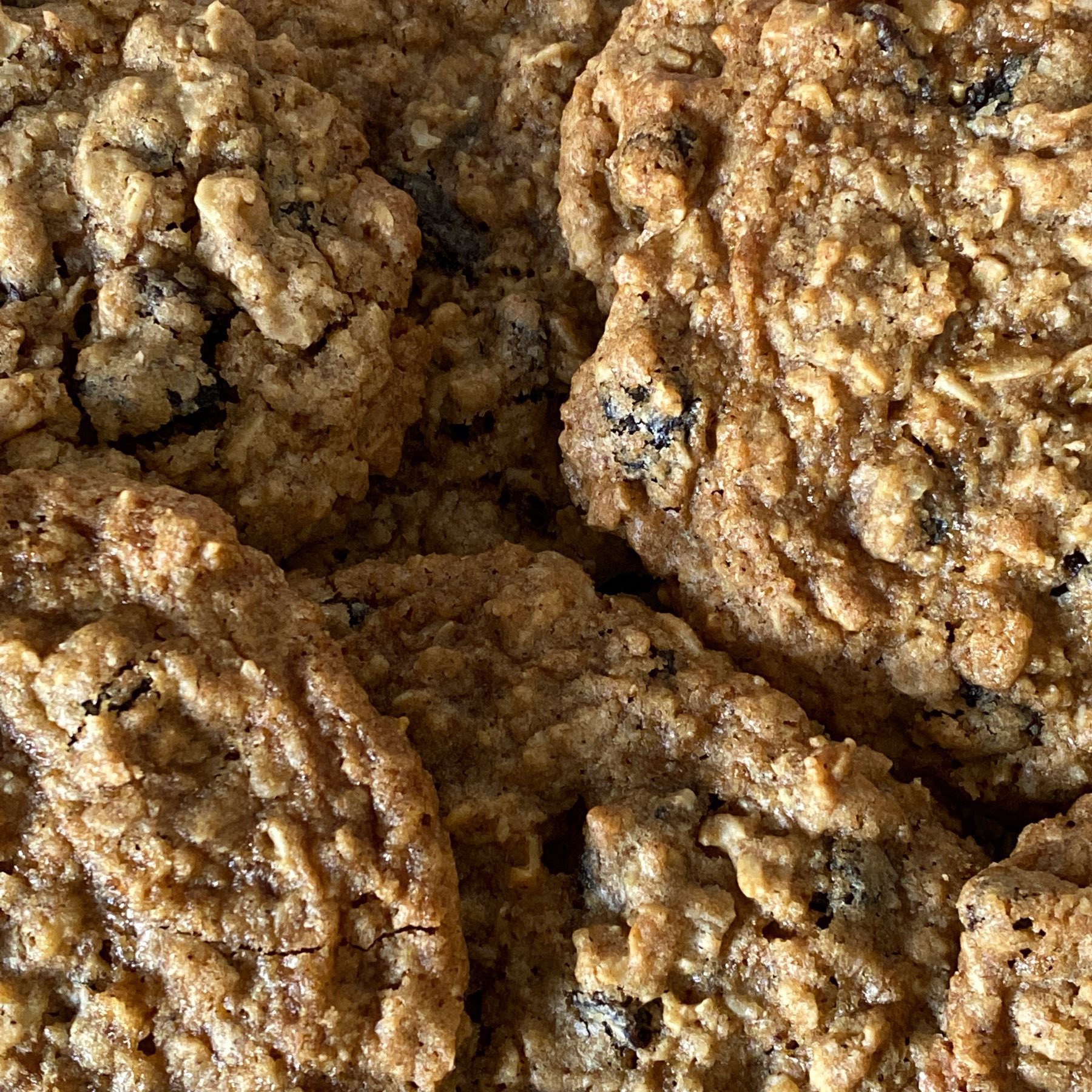 Freshly-baked cinnamon raisin oatmeal cookies