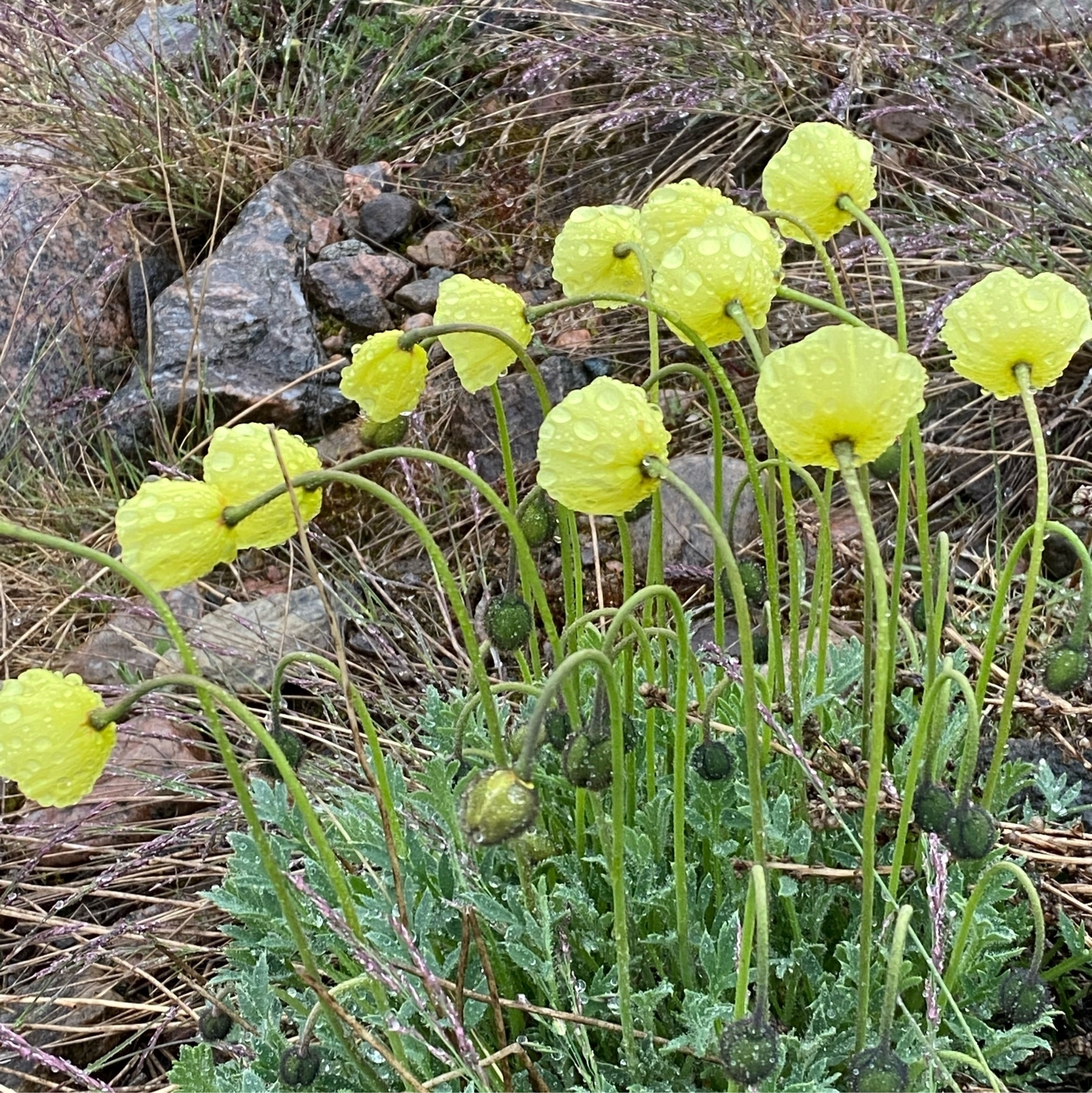 Arctic poppies turn their heads from the wind & rain