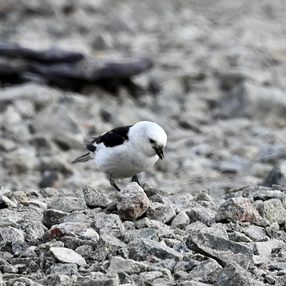 male snow bunting on gravel