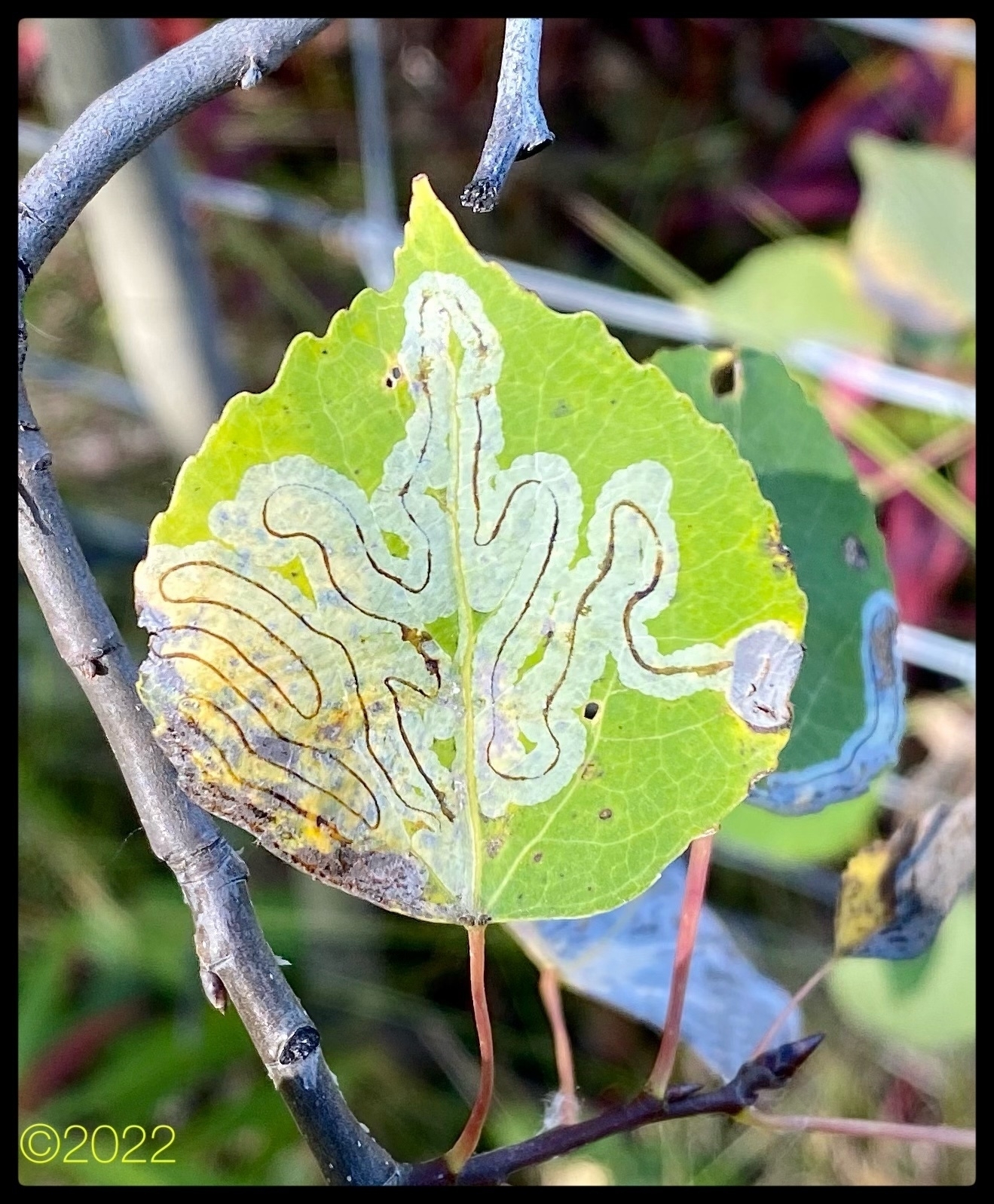 Aspen leaf where a burrowing insect has chewed a trail that looks like a space-filling curve