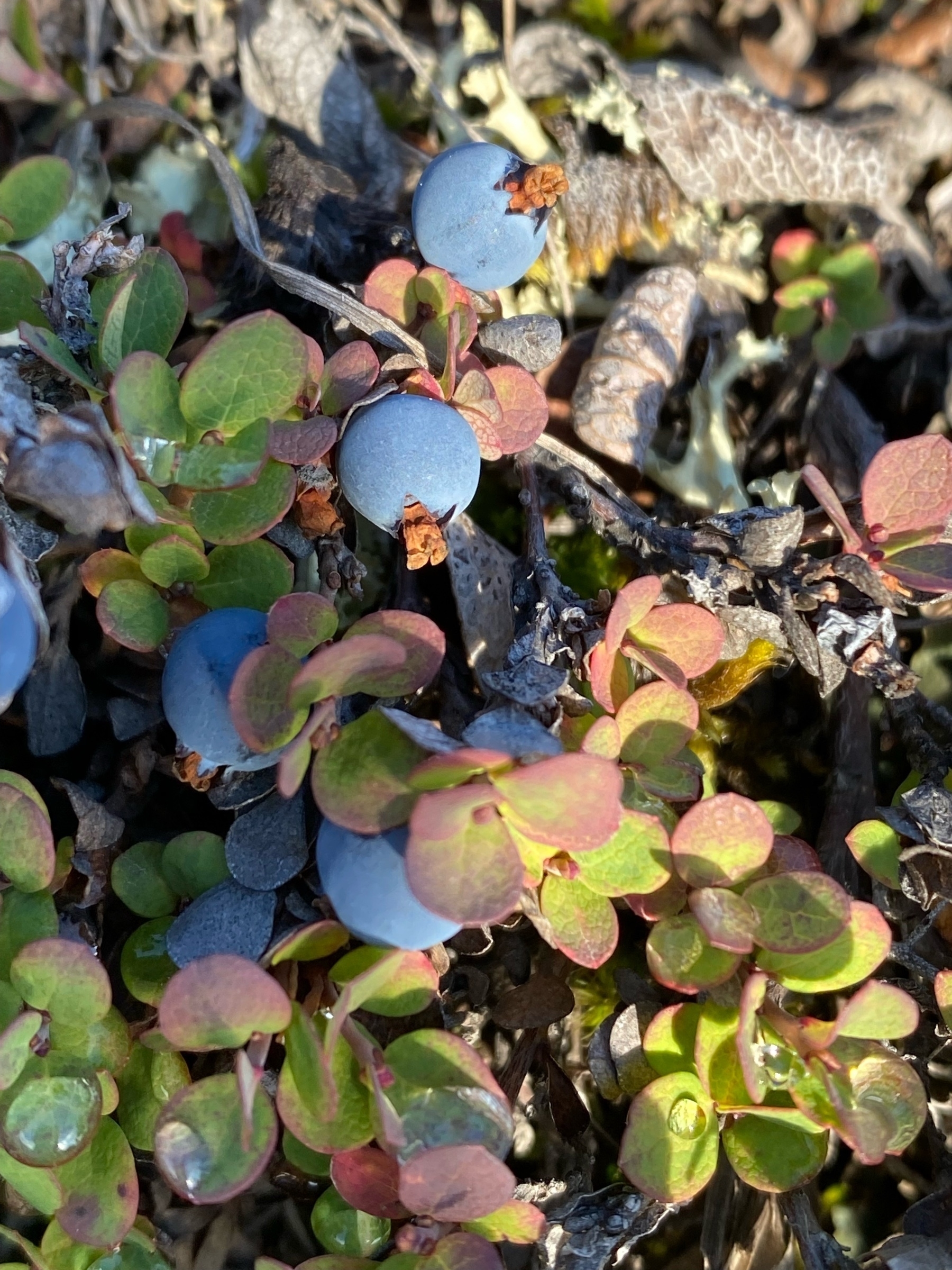 blueberries in the wild