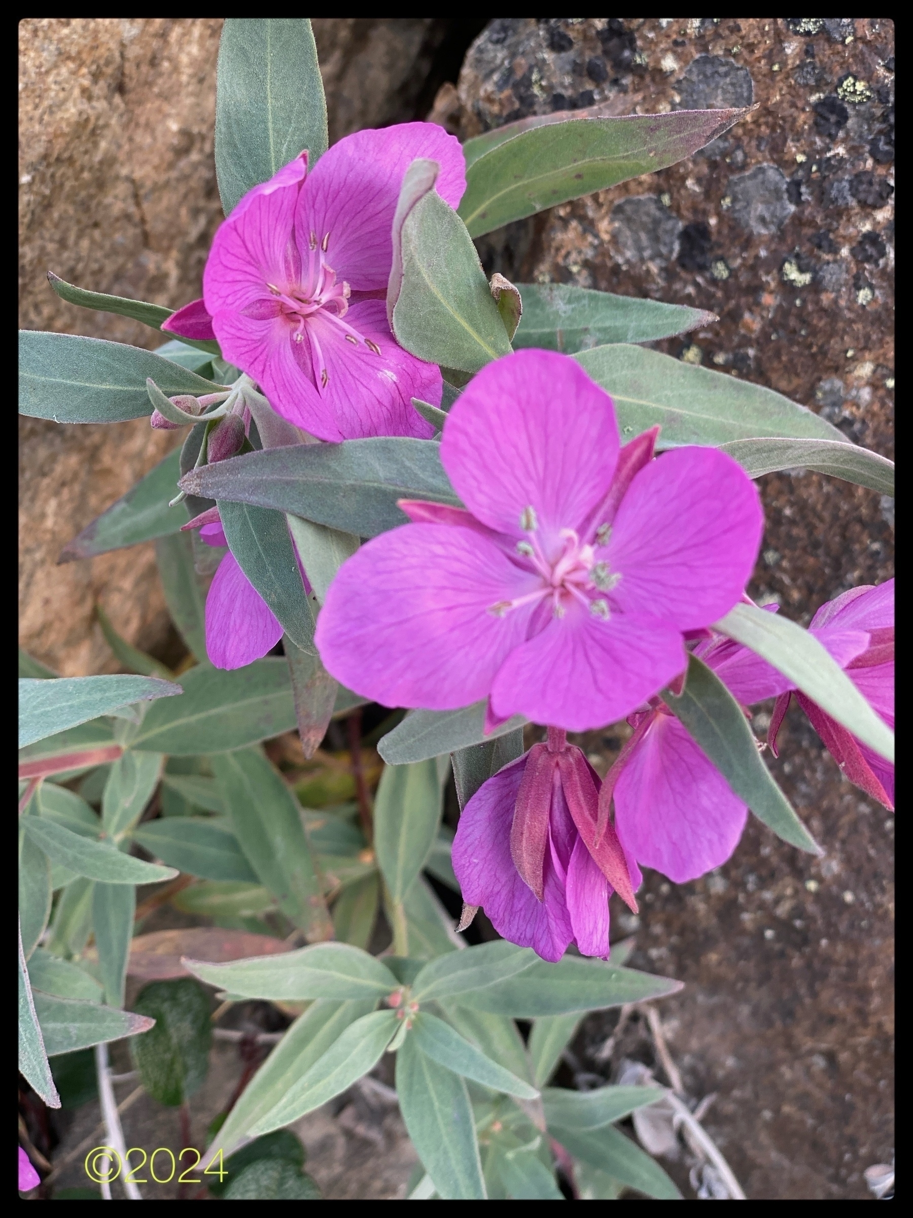 Purple flowers (probably dwarf fireweed, not purple saxifrage which has five petals) with green leaves surround a textured rock.