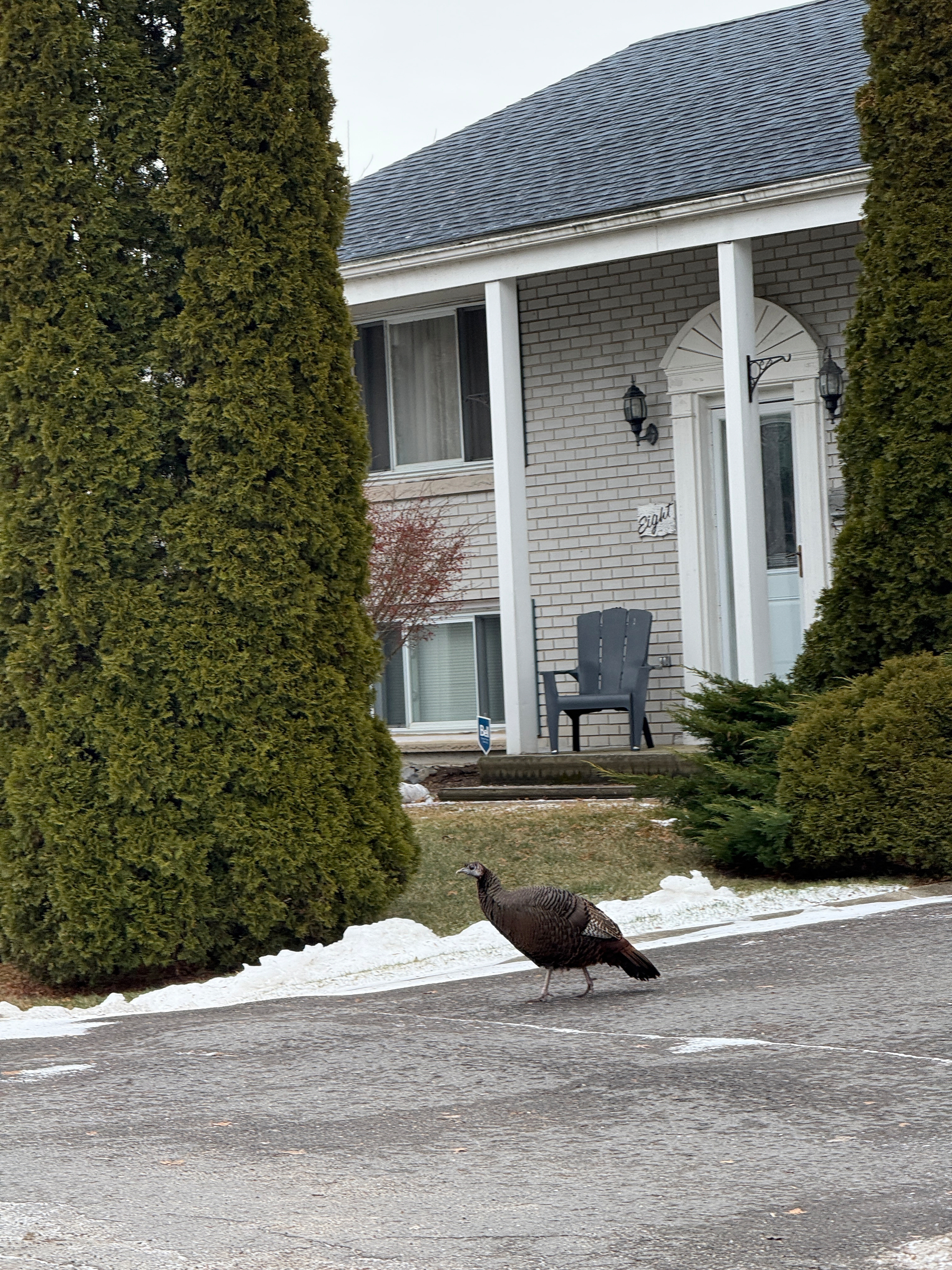 A turkey is walking across a driveway in front of a brick house with tall trees nearby.