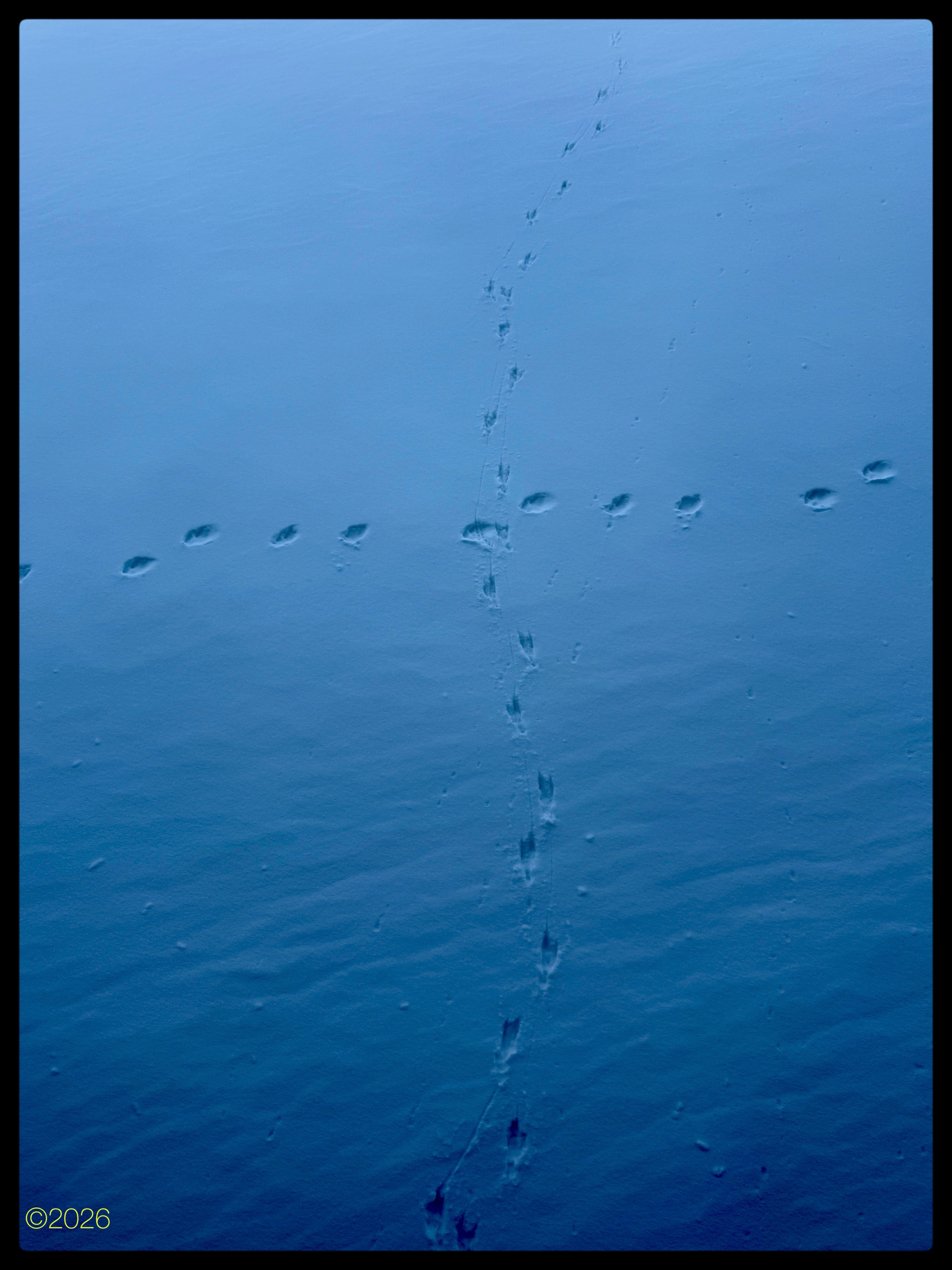 Trails of raven & dog footprints cross on a smooth, blue-tinted icy surface, diverging in different directions.
