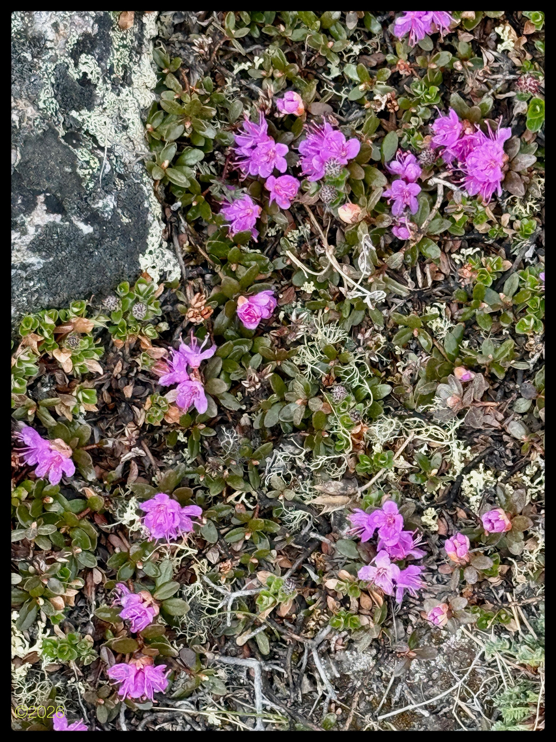 Pink flowers with green leaves and some dried twigs are growing close to a lichen-covered rock.