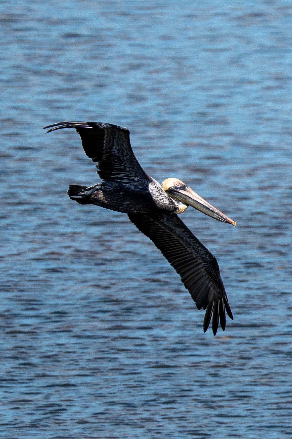 A pelican is gliding gracefully over a body of water with its wings spread wide.