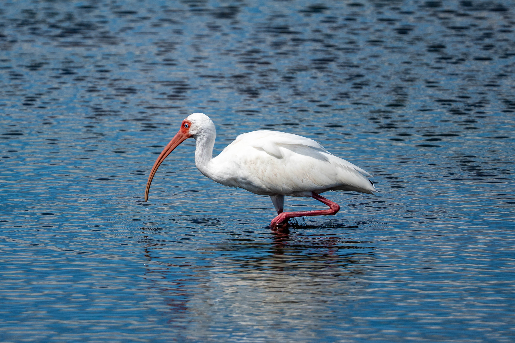 A white ibis with a long, curved beak wades through shallow blue water.