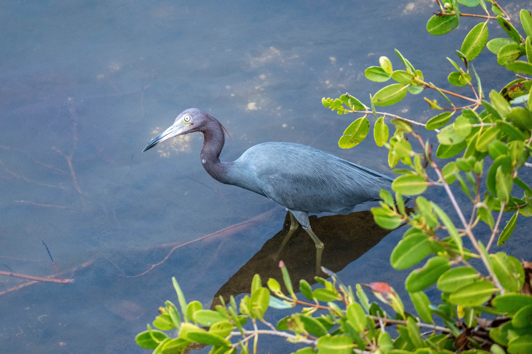 A little blue heron stands in shallow water surrounded by green foliage.