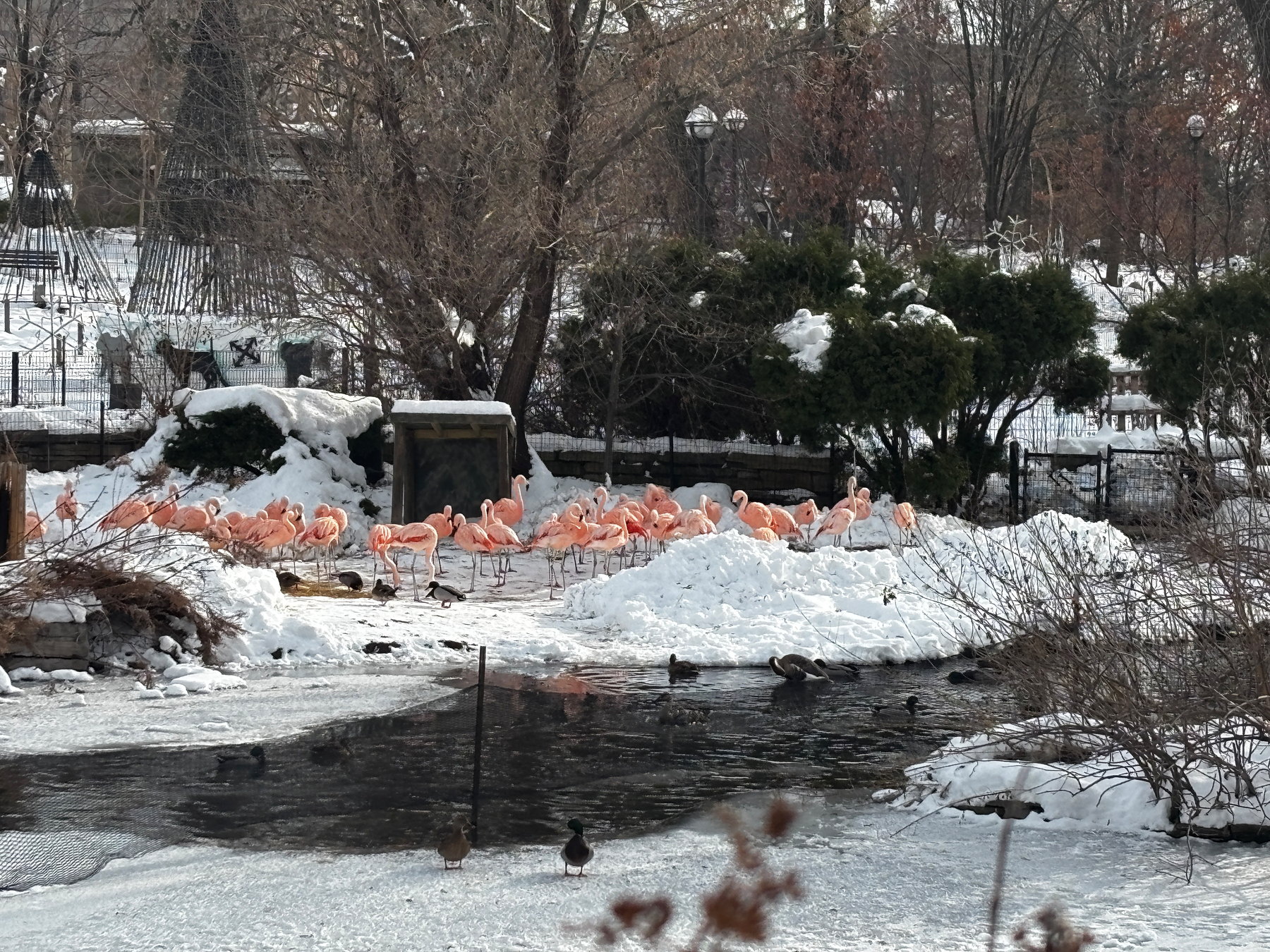 A group of flamingos gathers on a snowy landscape by a partially frozen pond.