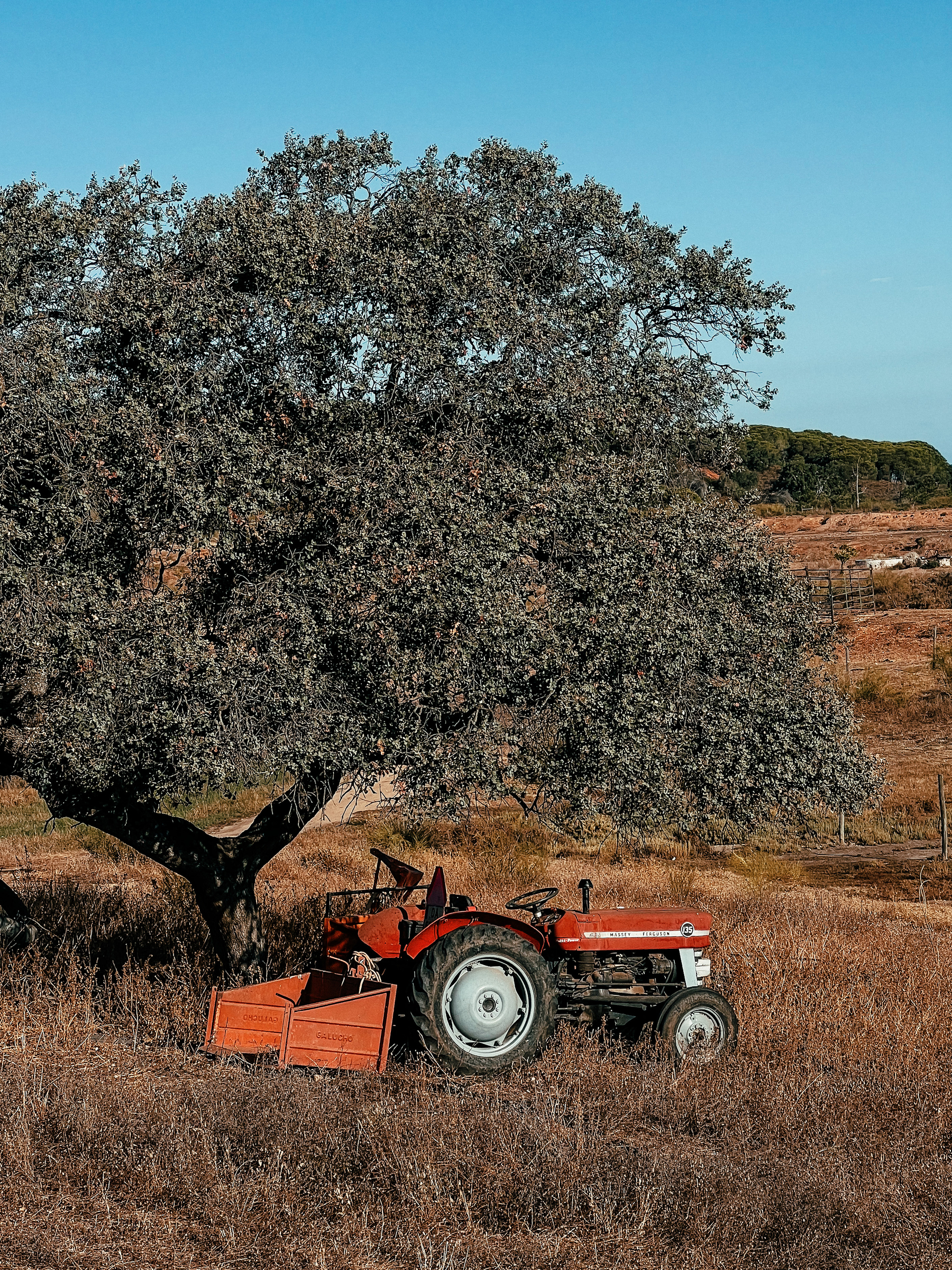 A tractor sits under a tree