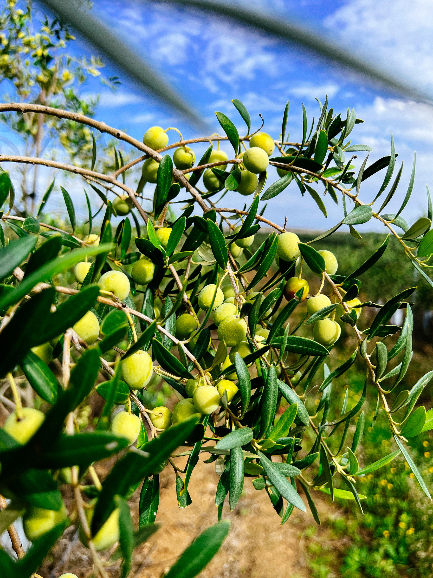 Olives on an olive tree 
