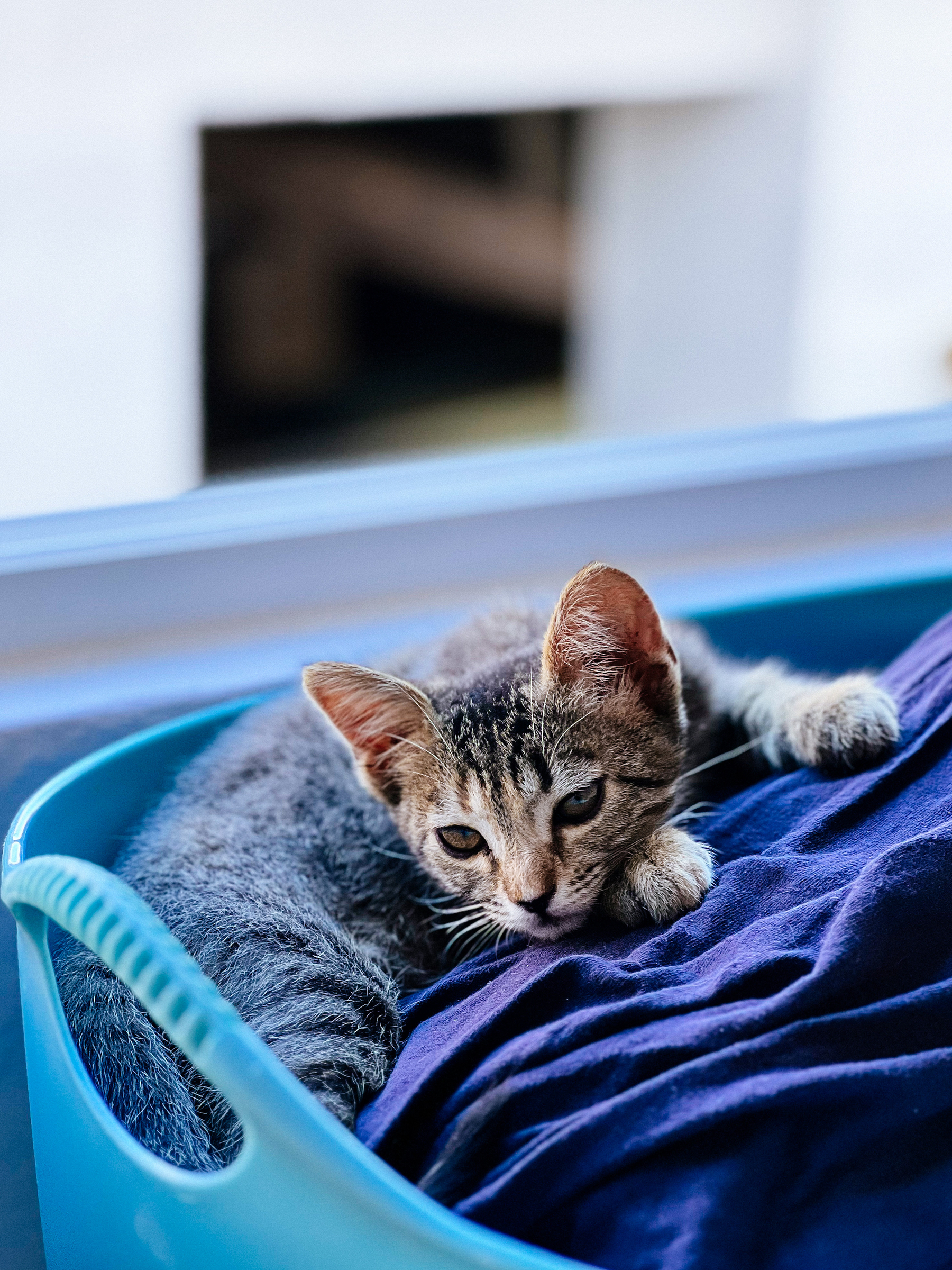 a kitten in a laundry basket
