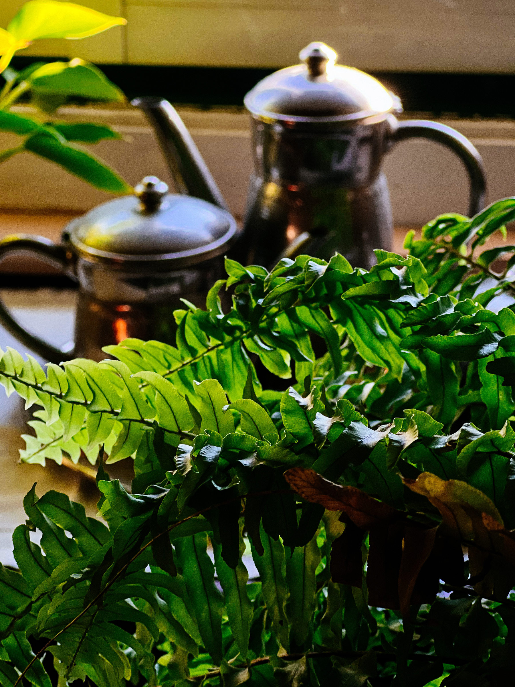 Tea pot sits behind a plant 
