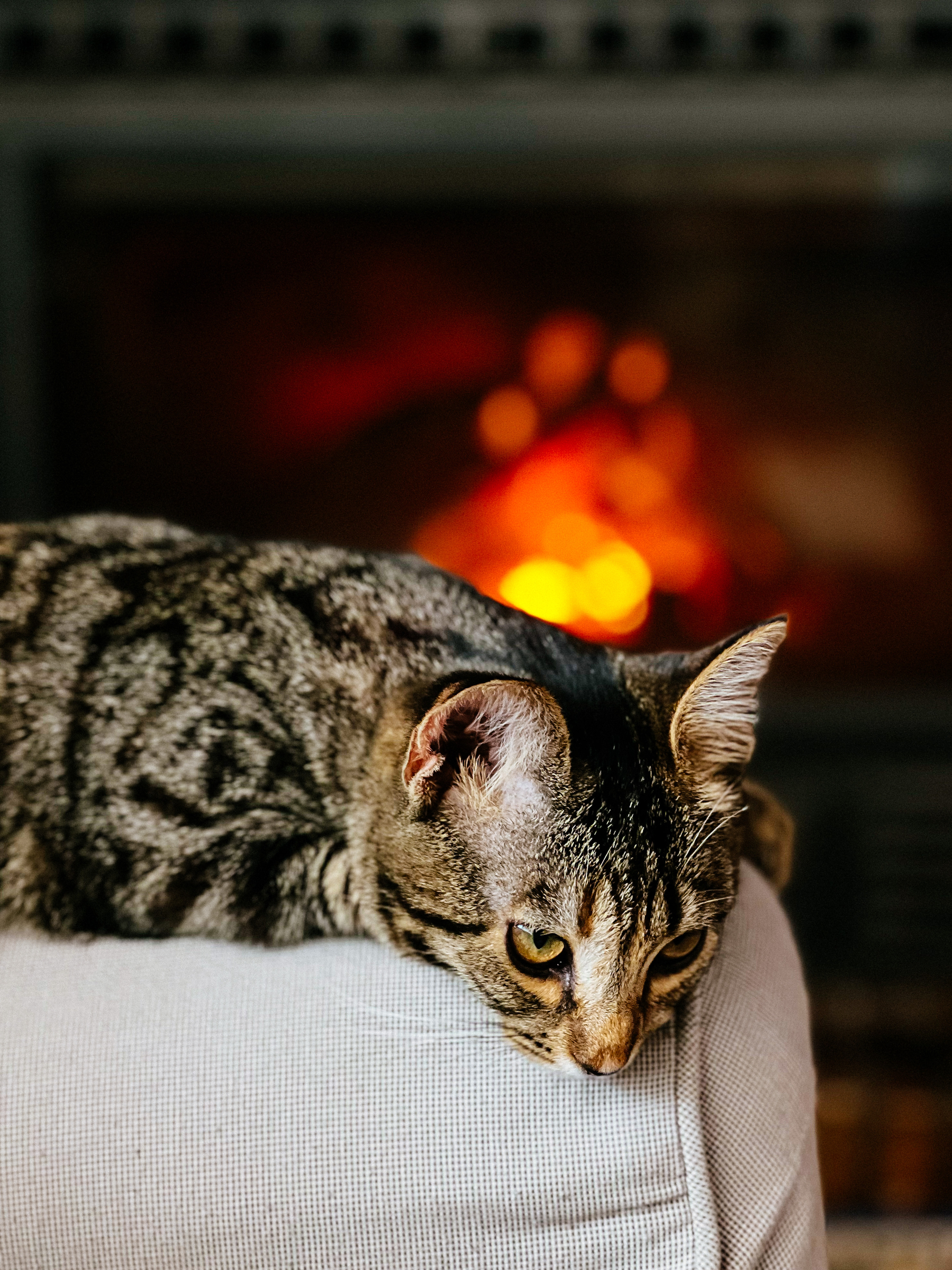 a cat resting on a sofa, in front of a fireplace