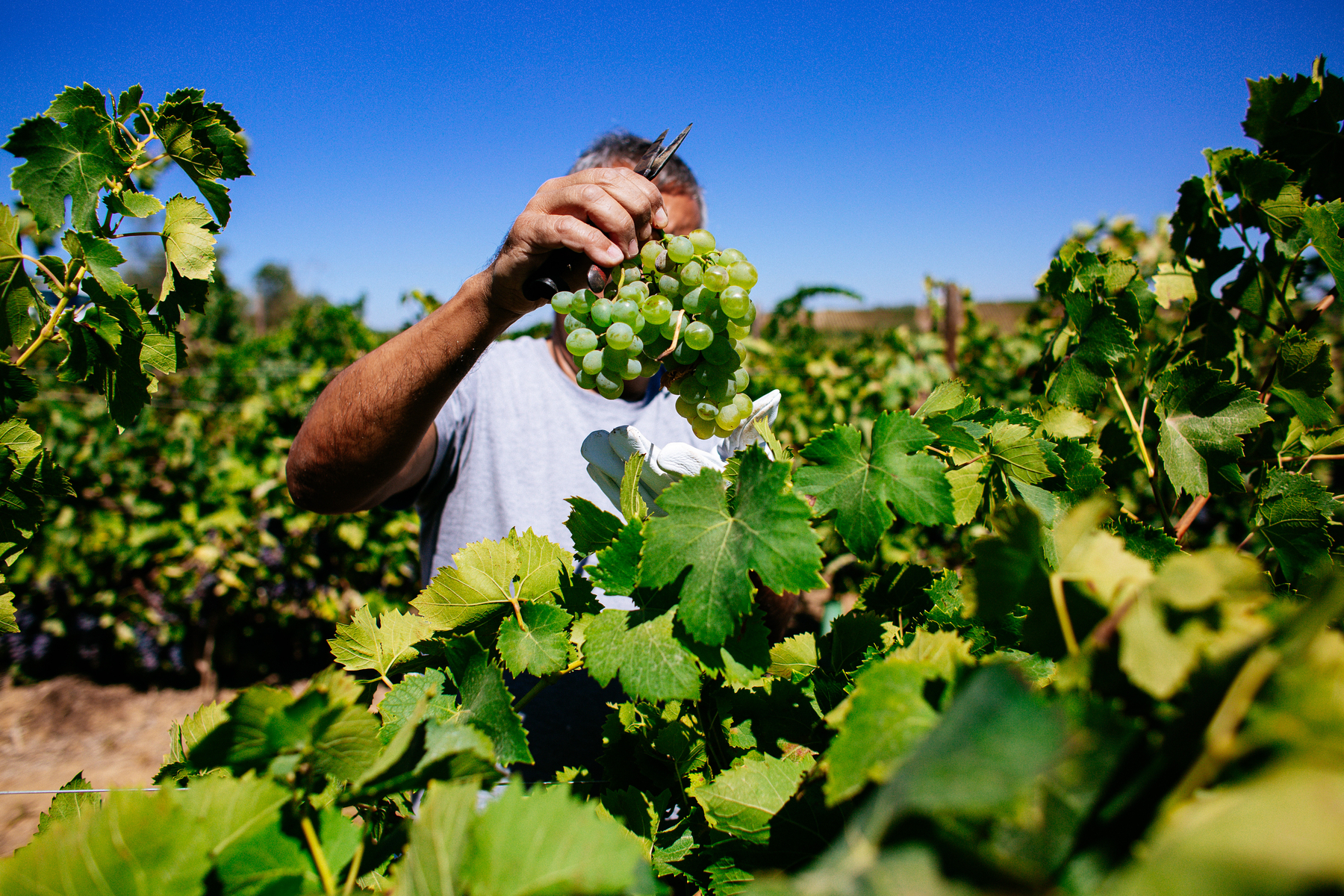 a man holds a bunch of grapes in front of his face, in a vineyard