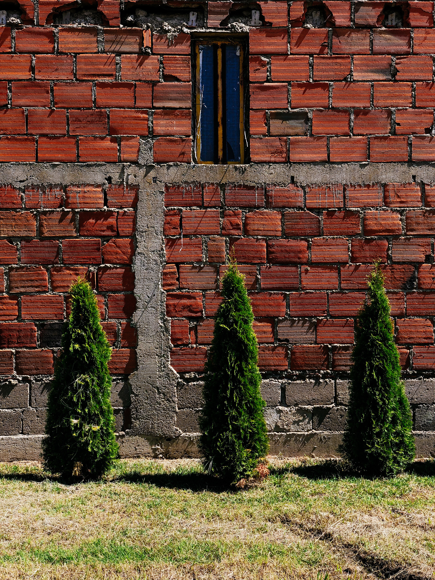 Three pine trees with a brick wall behind them. 