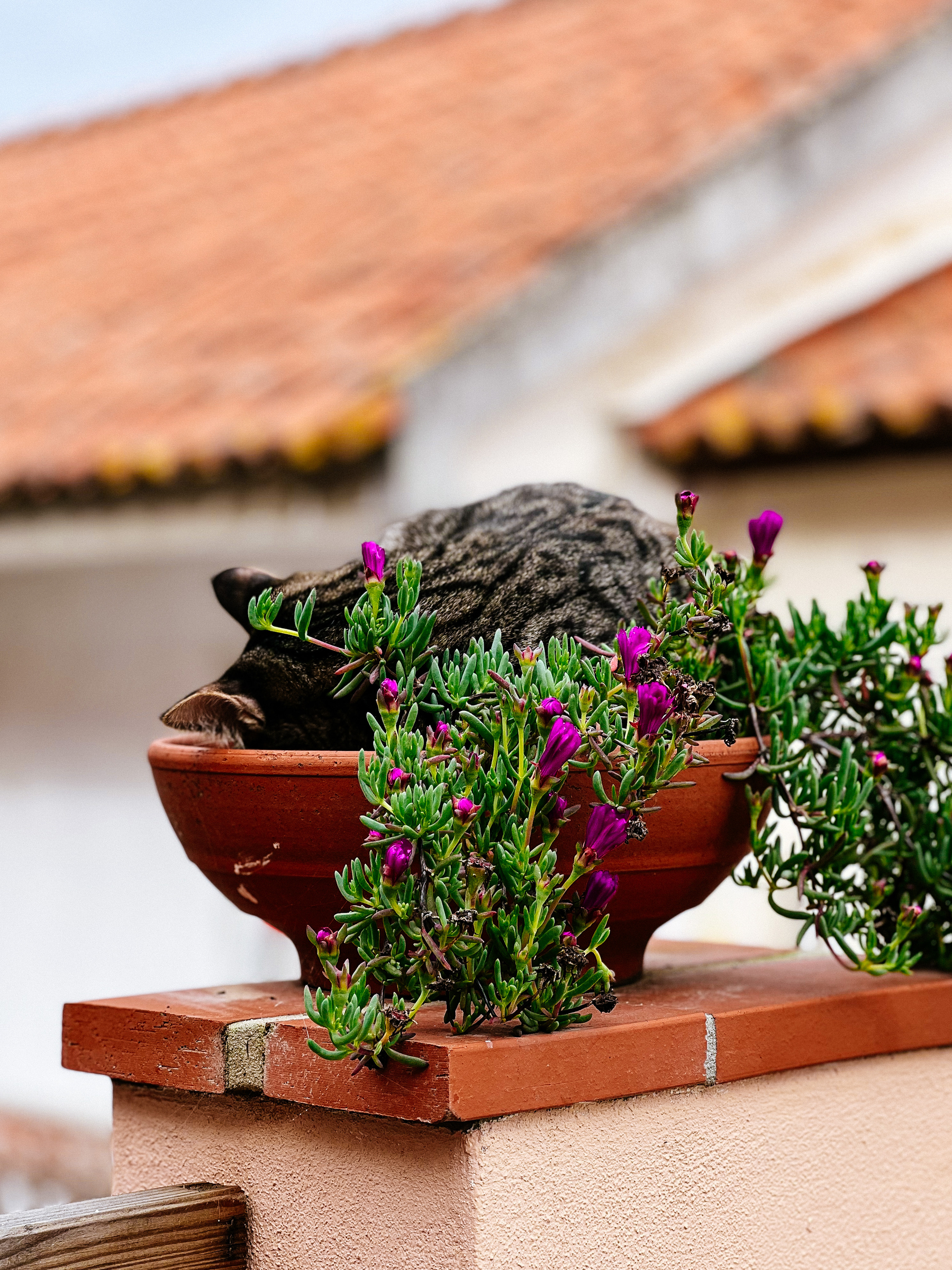 A cat sleeping in a flower pot. 