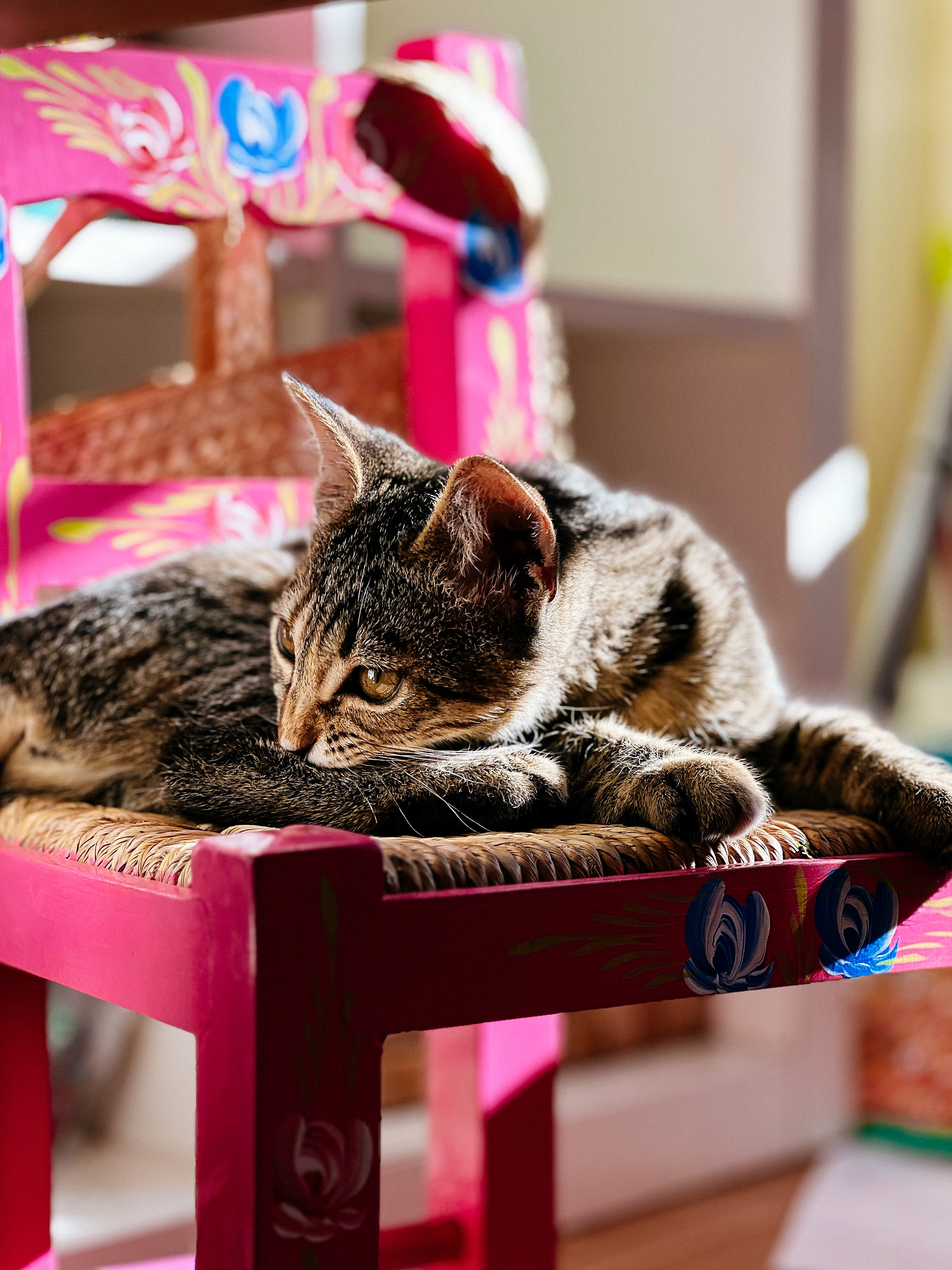 Kitten on a pink chair