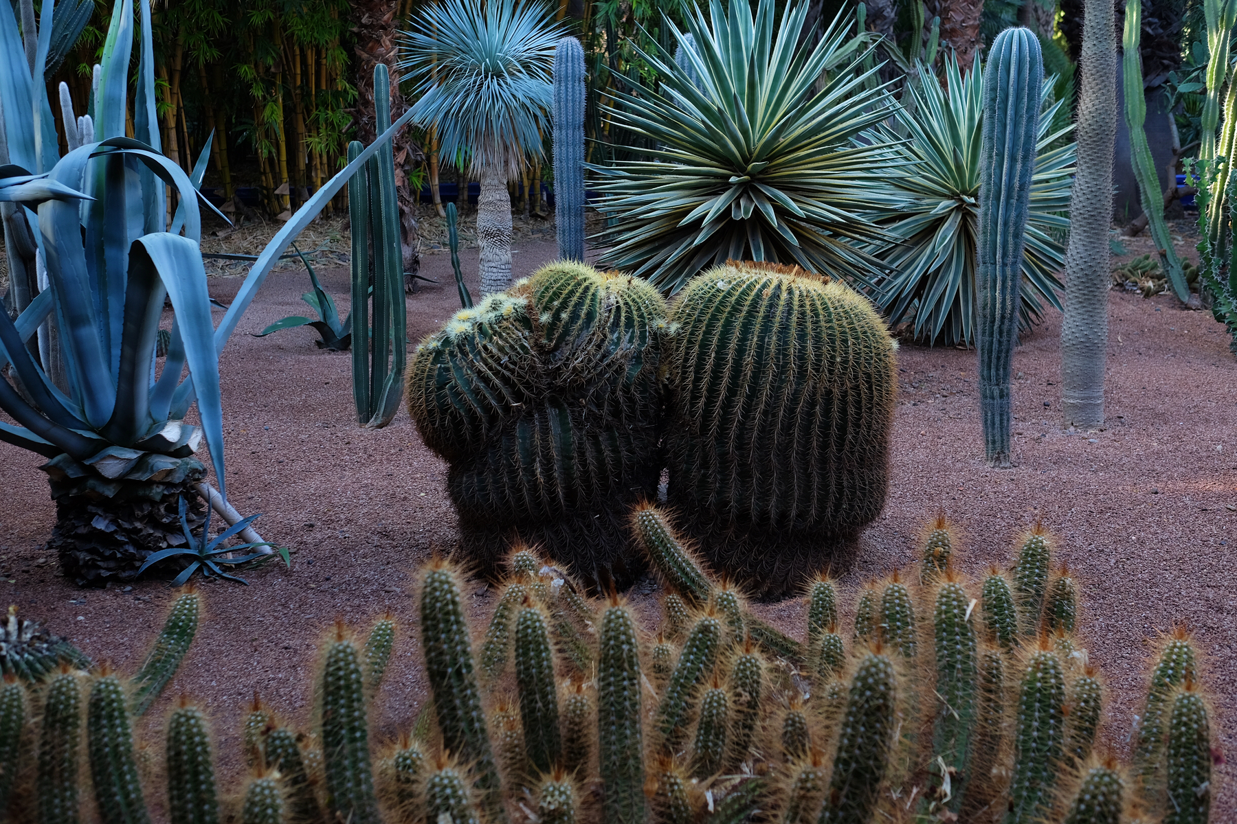Cacti in a garden. 