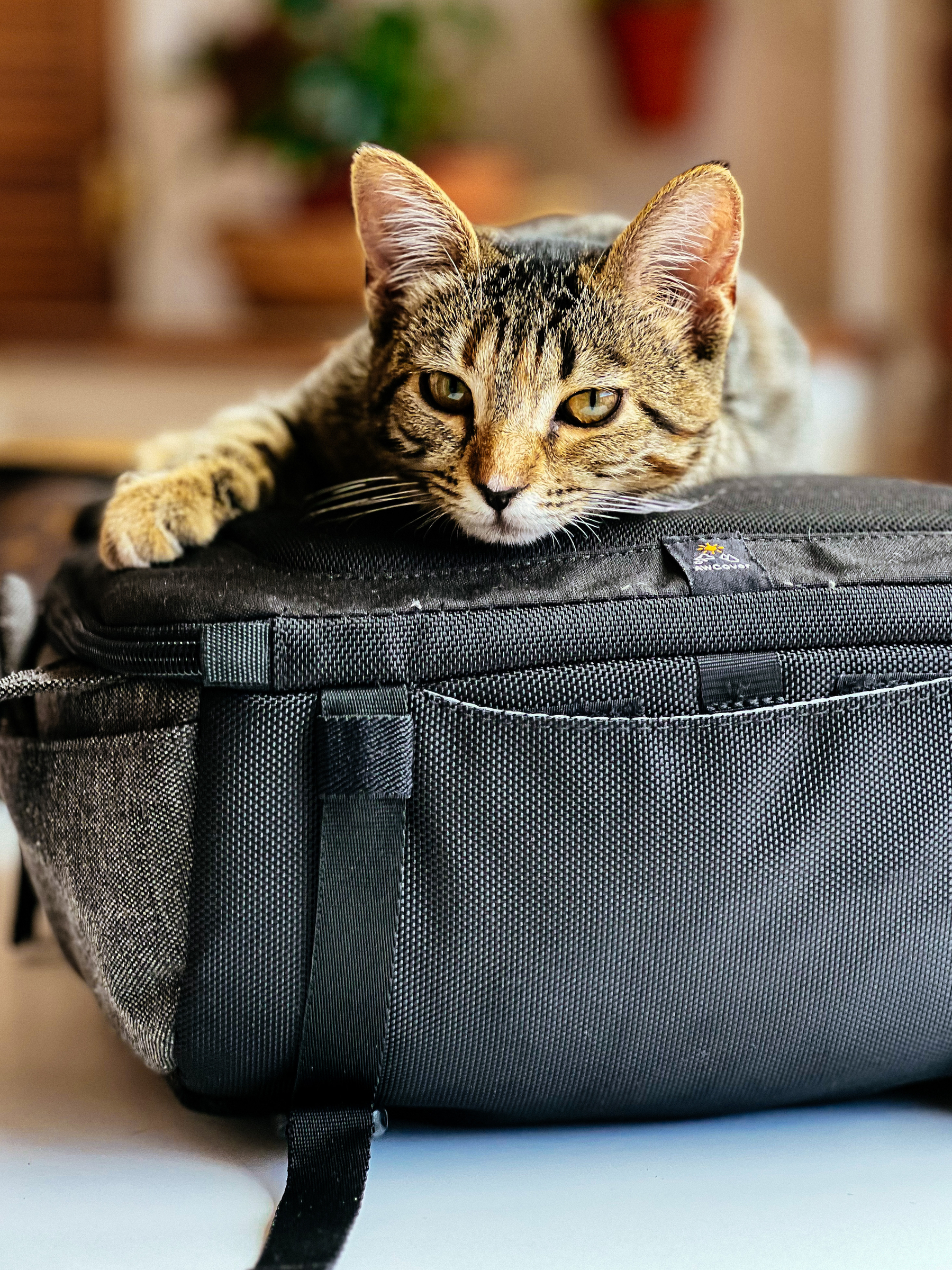 a kitten resting on a camera bag