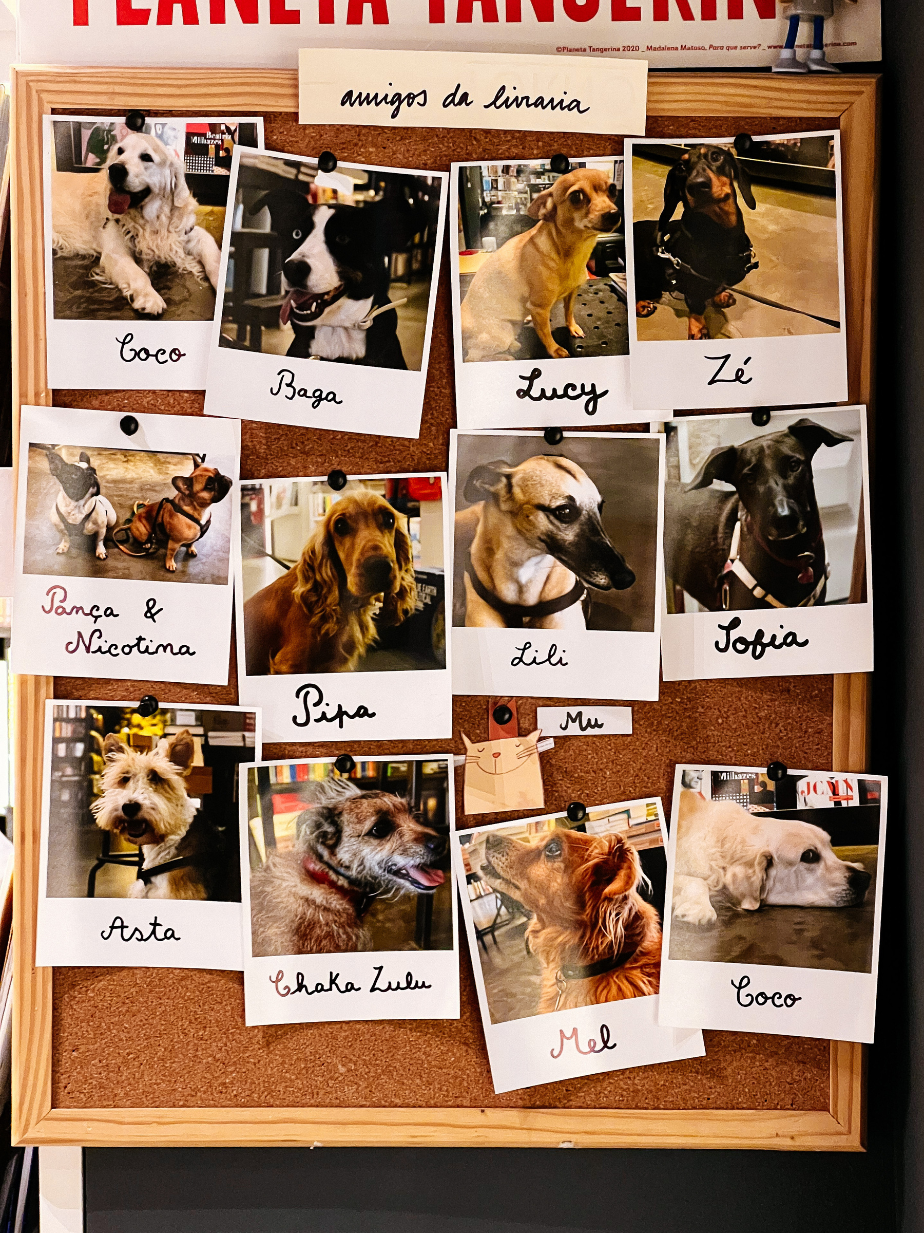 Photos of dogs on a cork board.