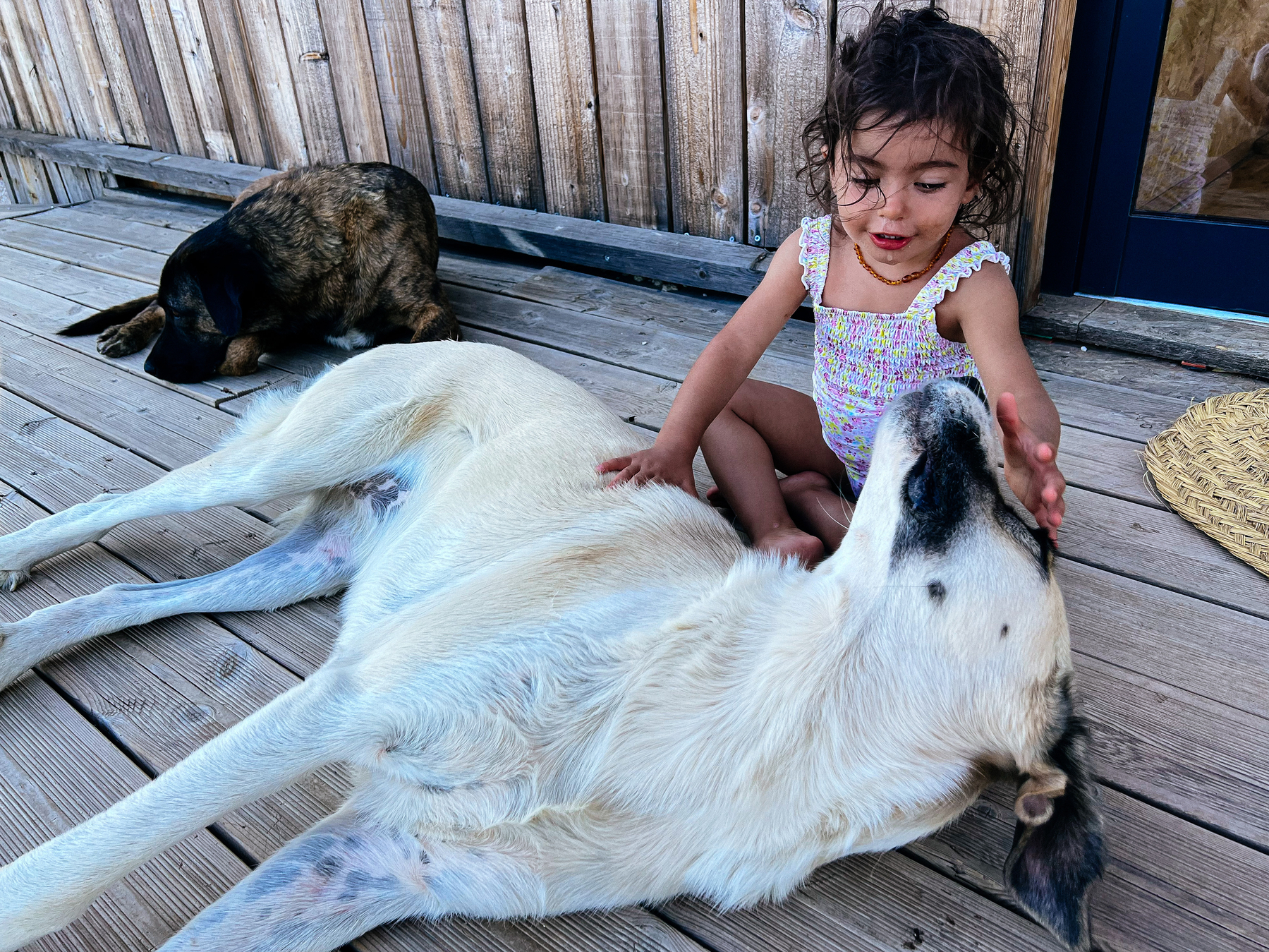 a toddler plays with two big dogs
