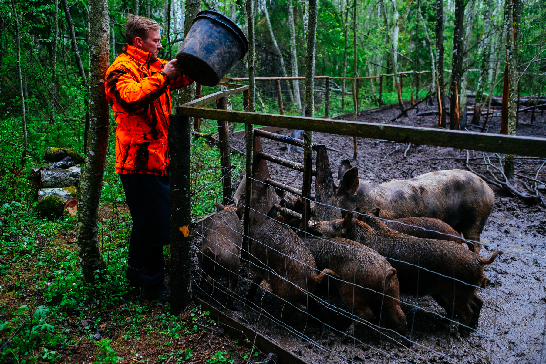 A man in a bright orange jacket feed a bunch of pigs in the middle of a forest.