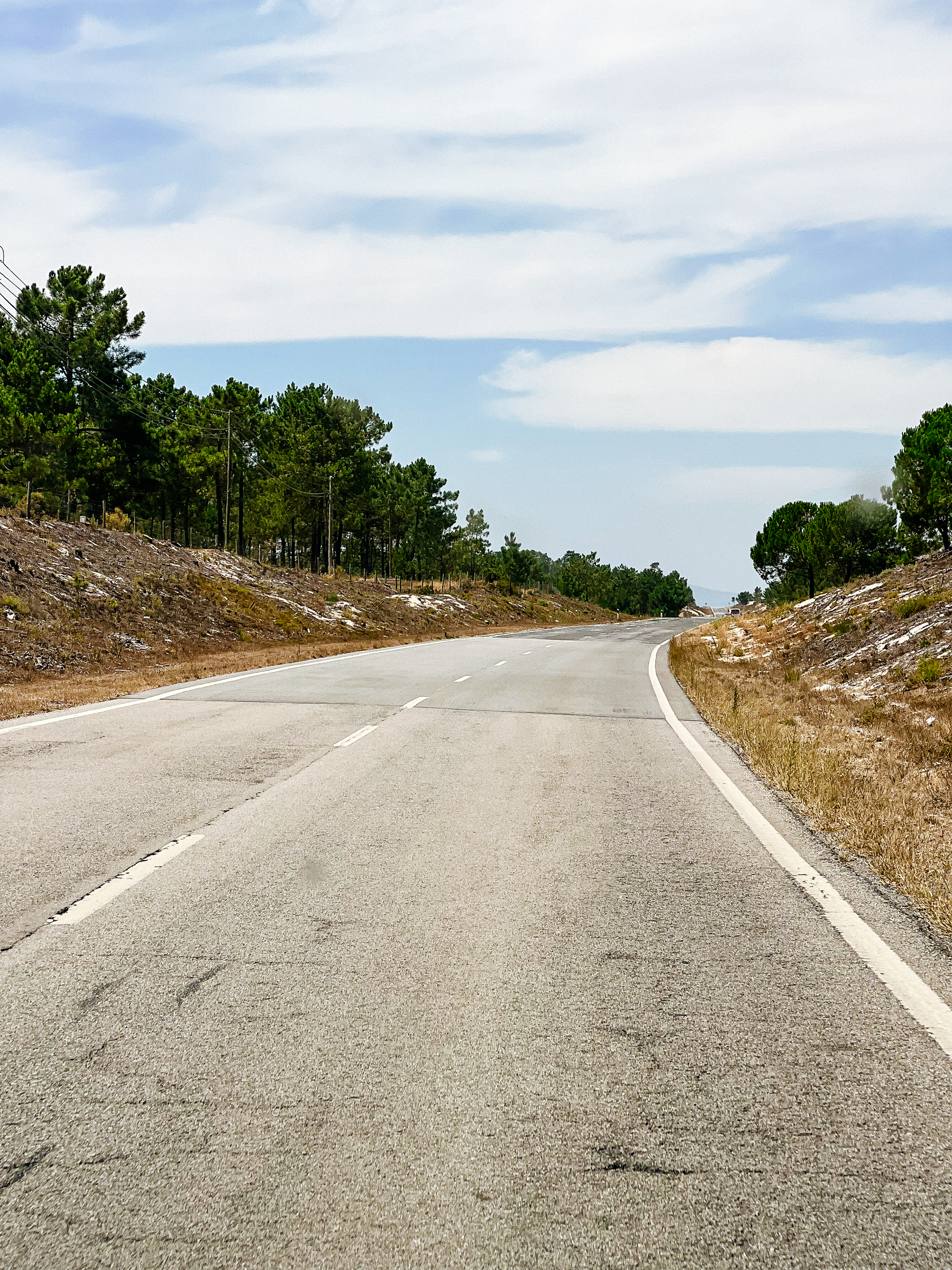An empty country road, with pines on both sides. The sky is blue.