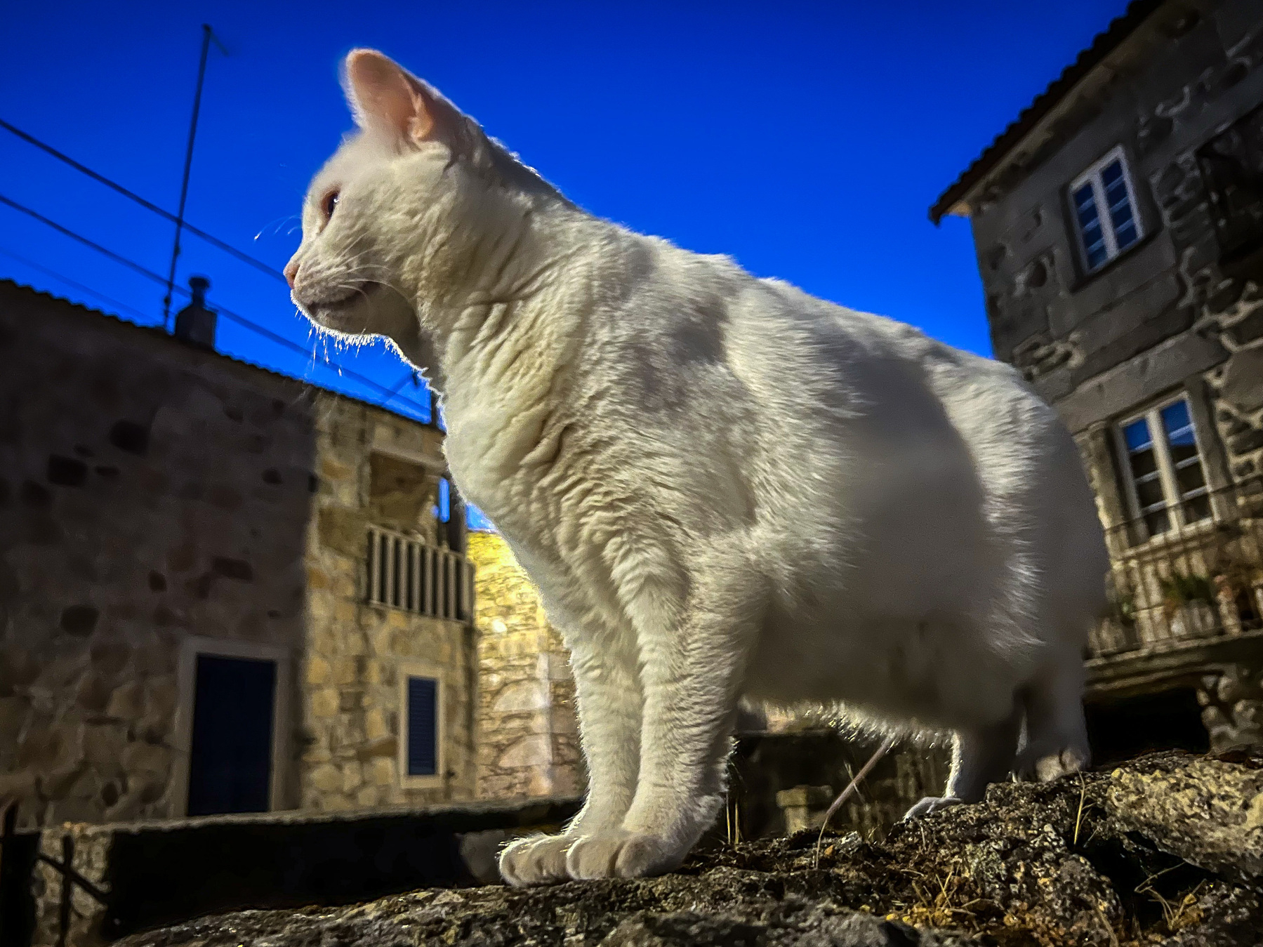 A white cat looks at something outside the frame 