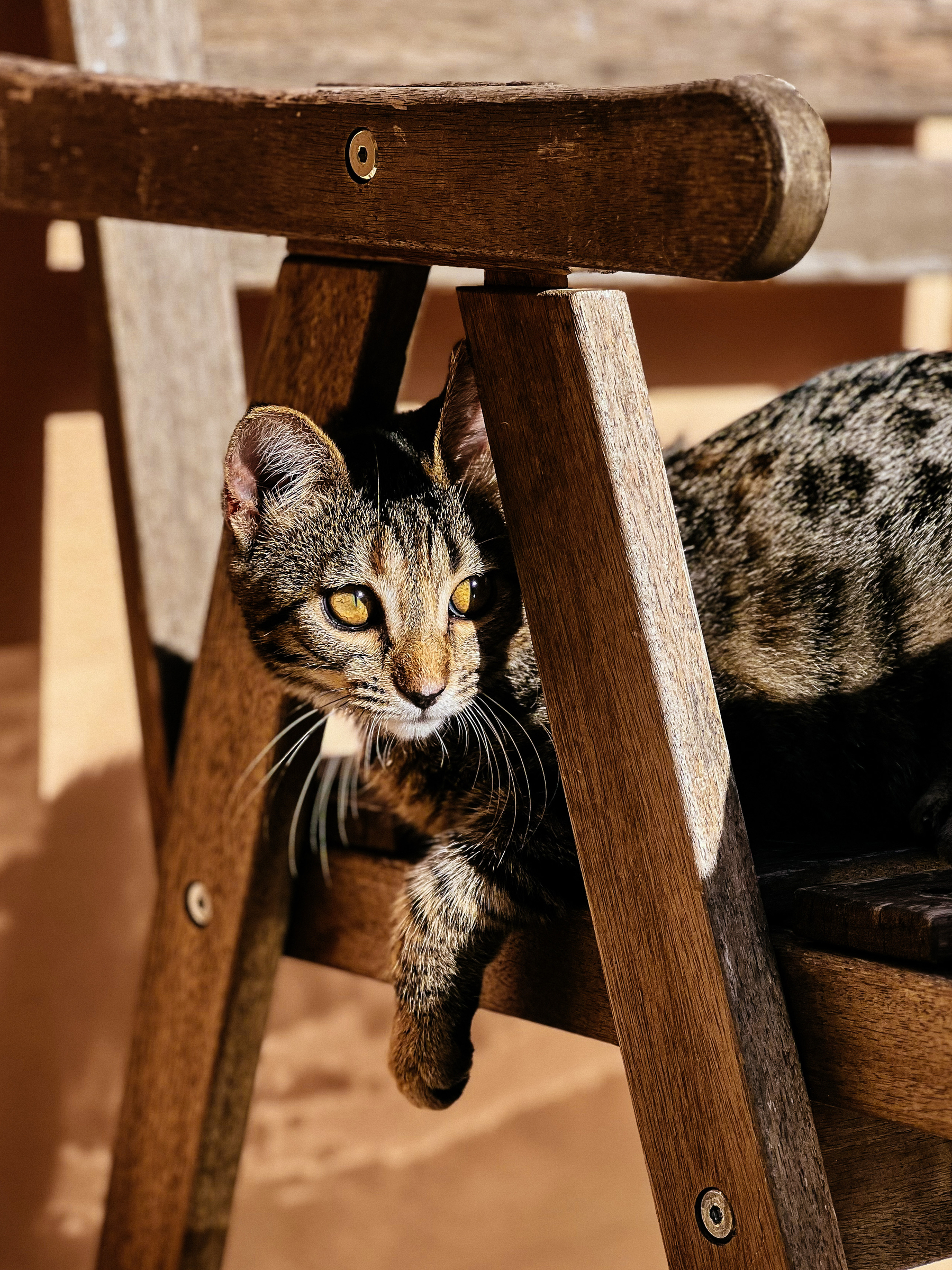 A cat sitting on a wooden chair