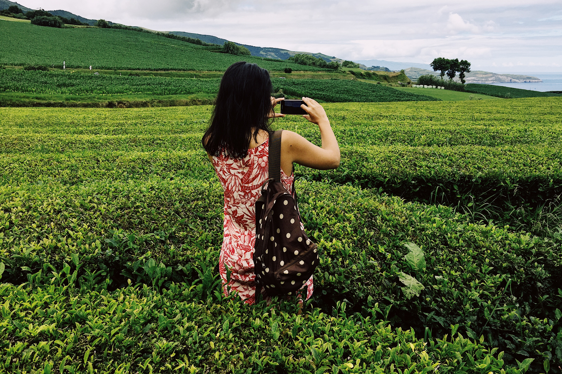 A woman with her back turned to us uses her cellphone to take a photo, in the middle of a tea plantation 