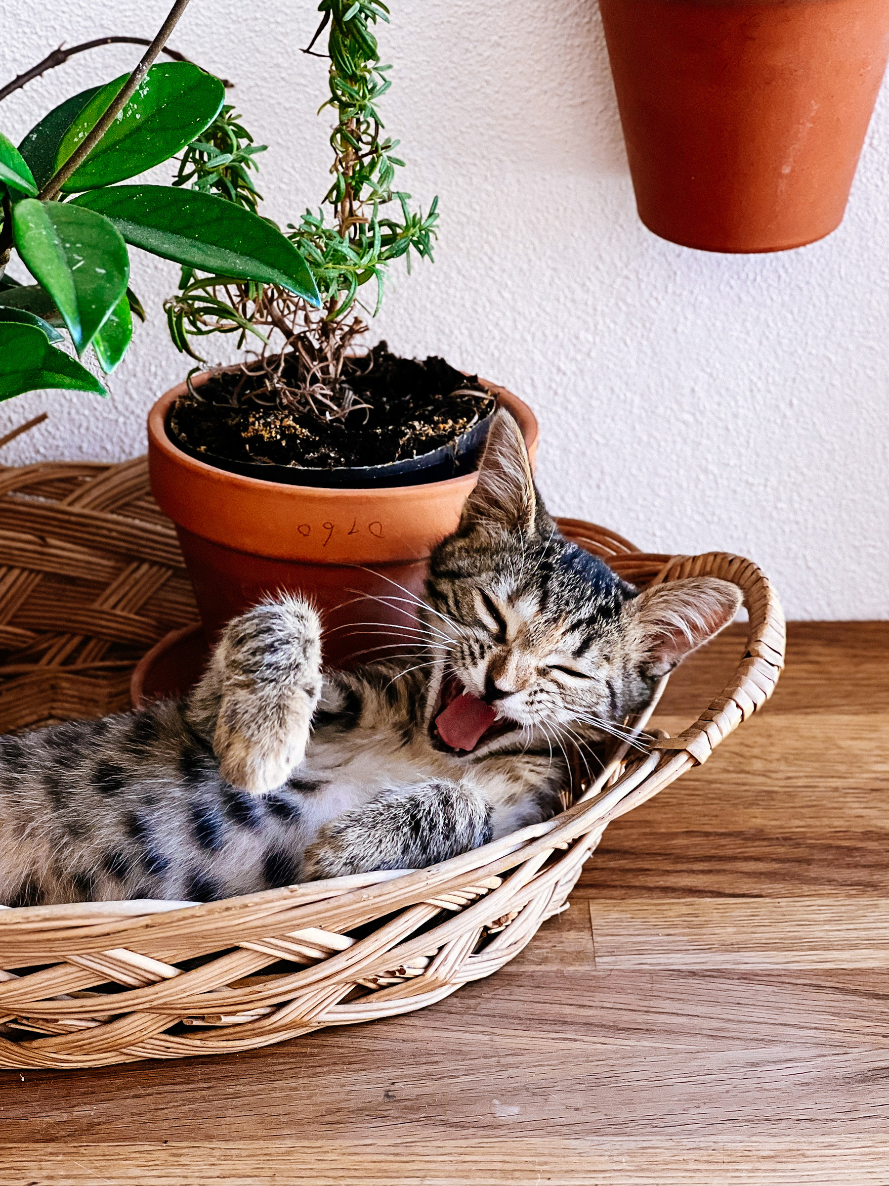 a kitten yawning