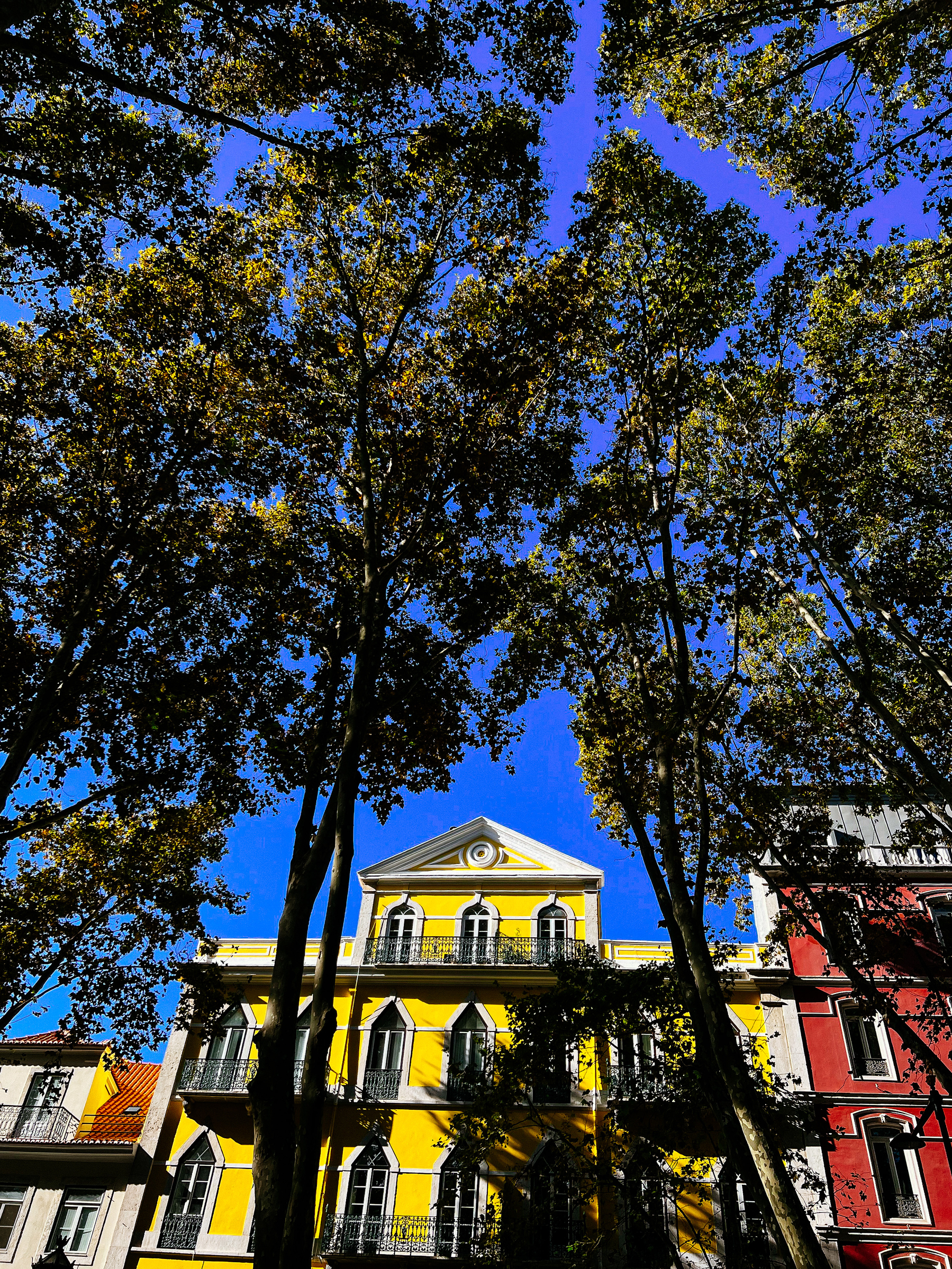 Looking up, a yellow house and a lot of trees 