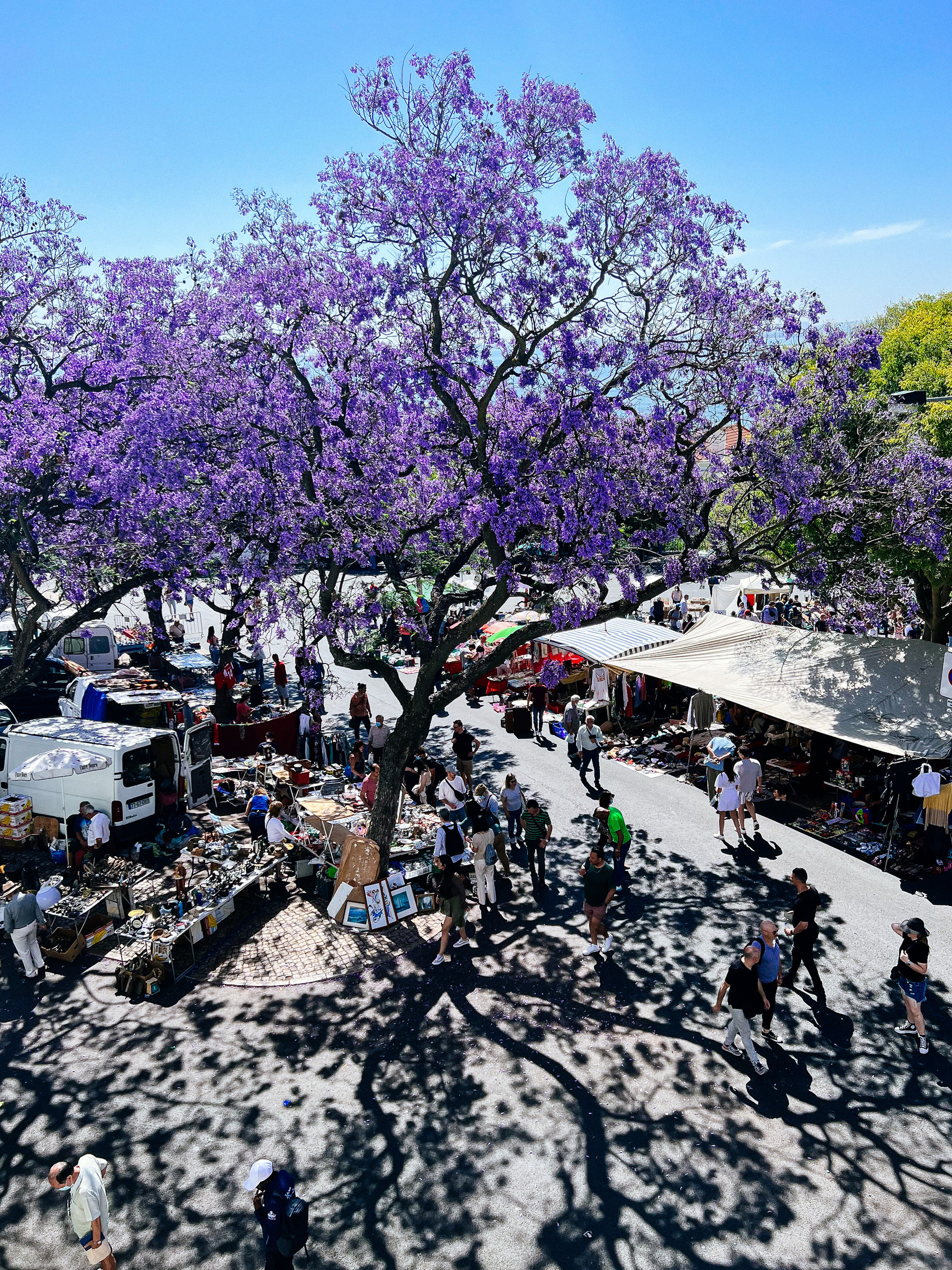 A huge jacaranda tree and a market. 