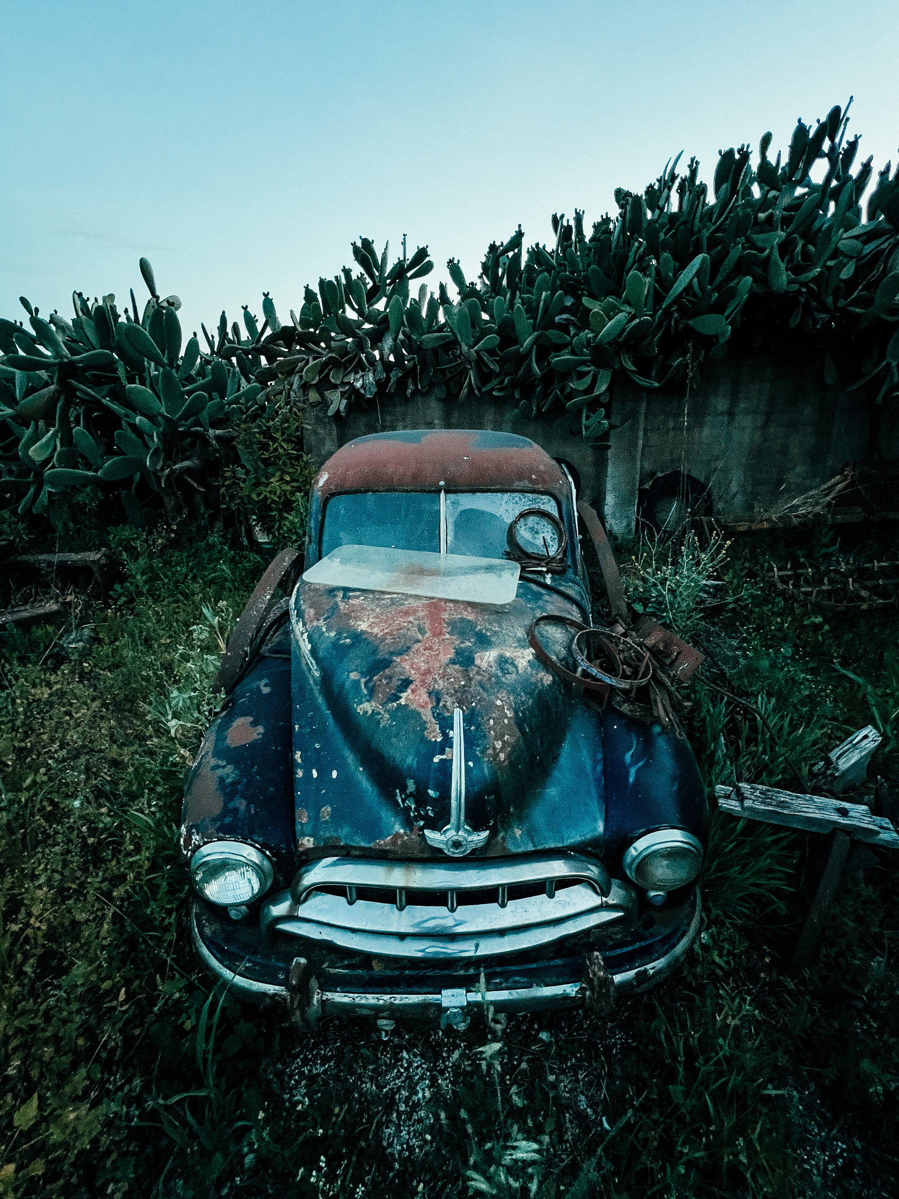 An old car sits, abandoned, surrounded by overgrown grass. On the back, a wall topped with cacti. 