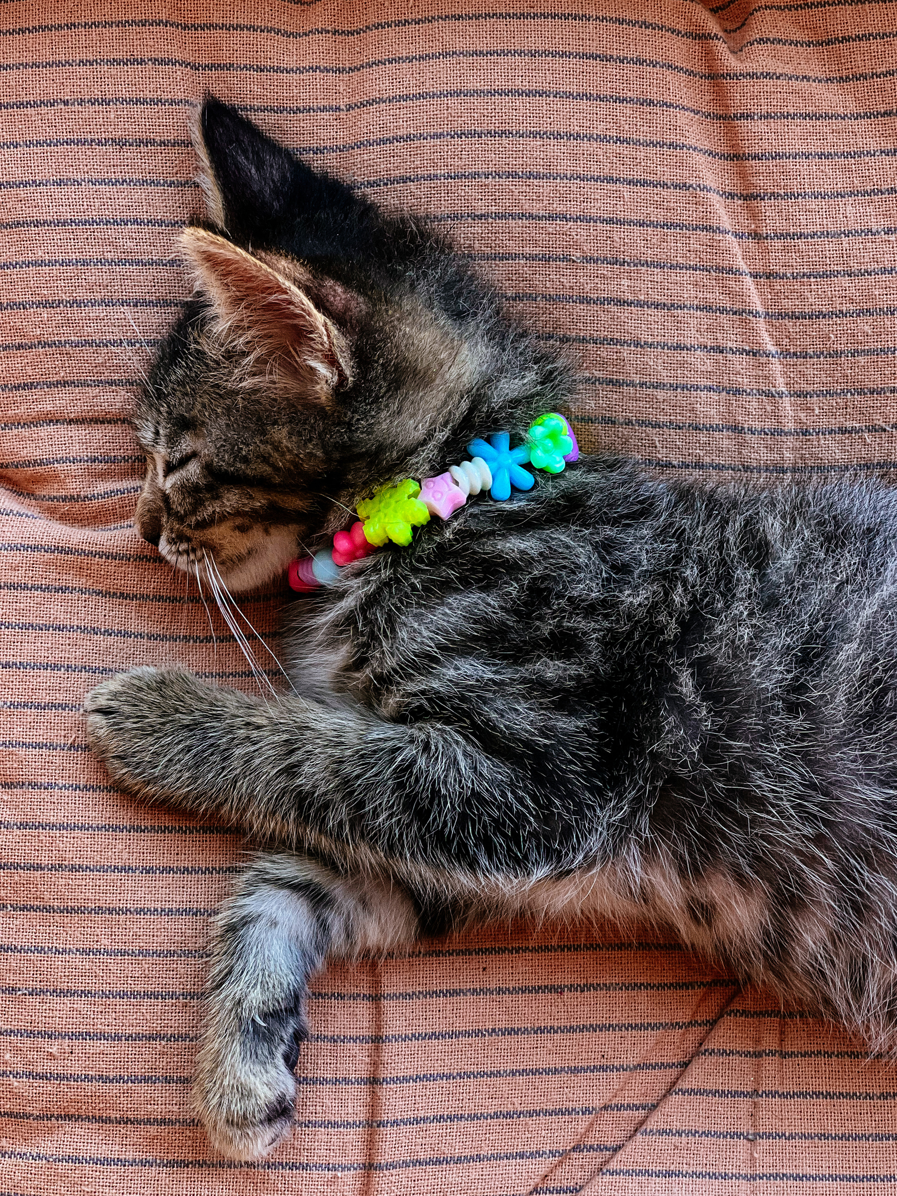 a sleeping kitten, with a necklace