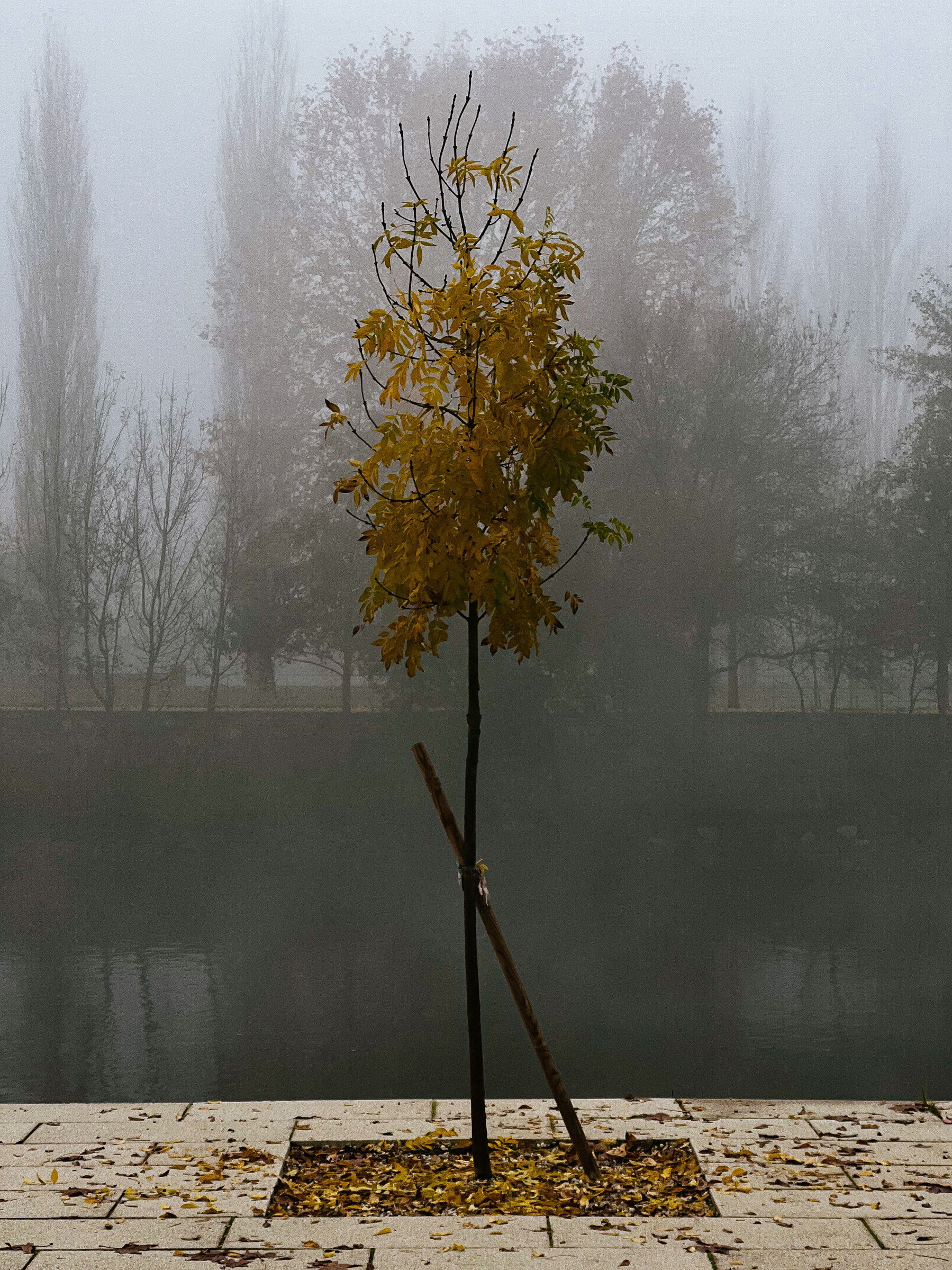 A lone tree in a misty morning by the river.