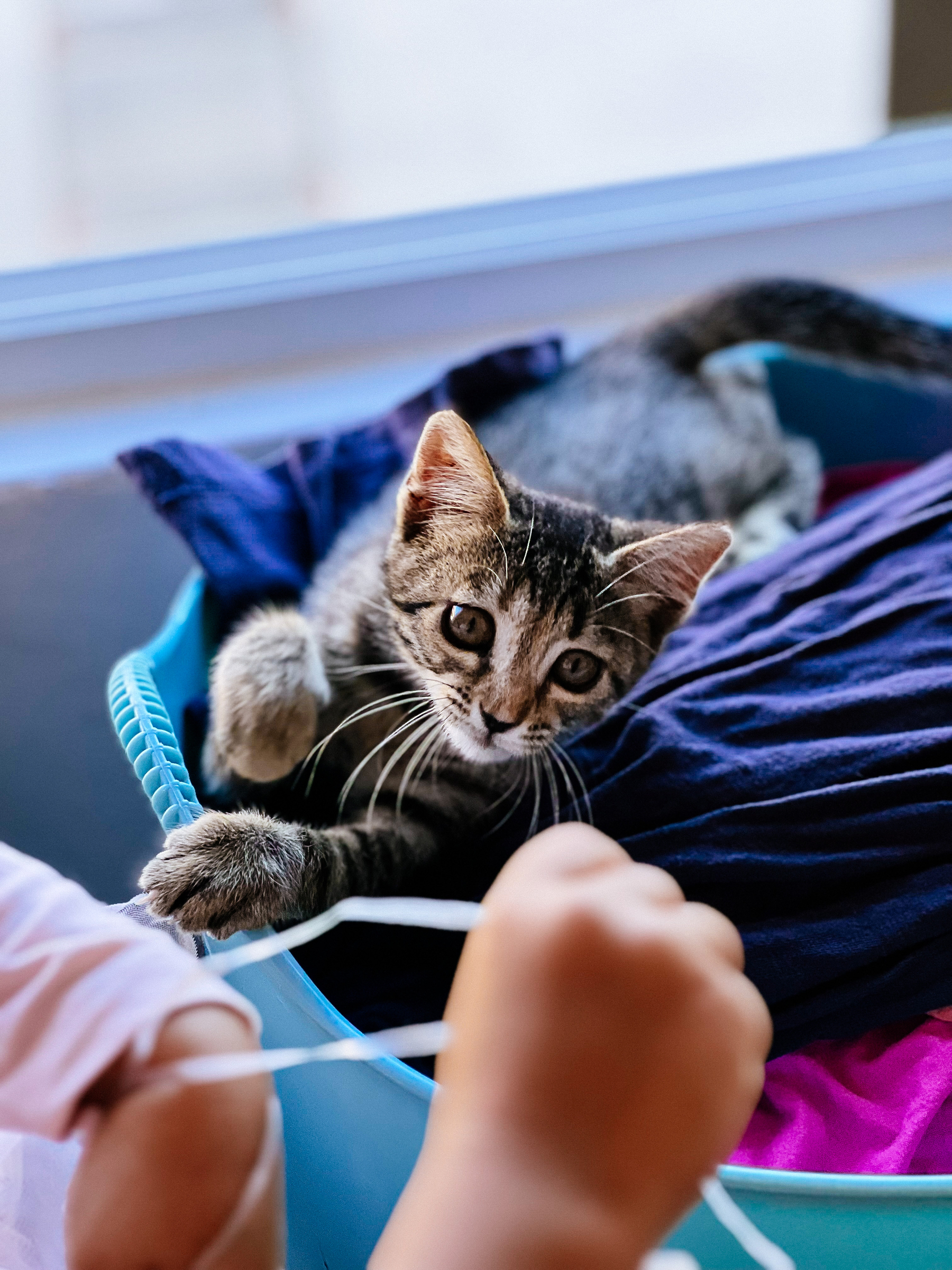 a kitten in a laundry basket