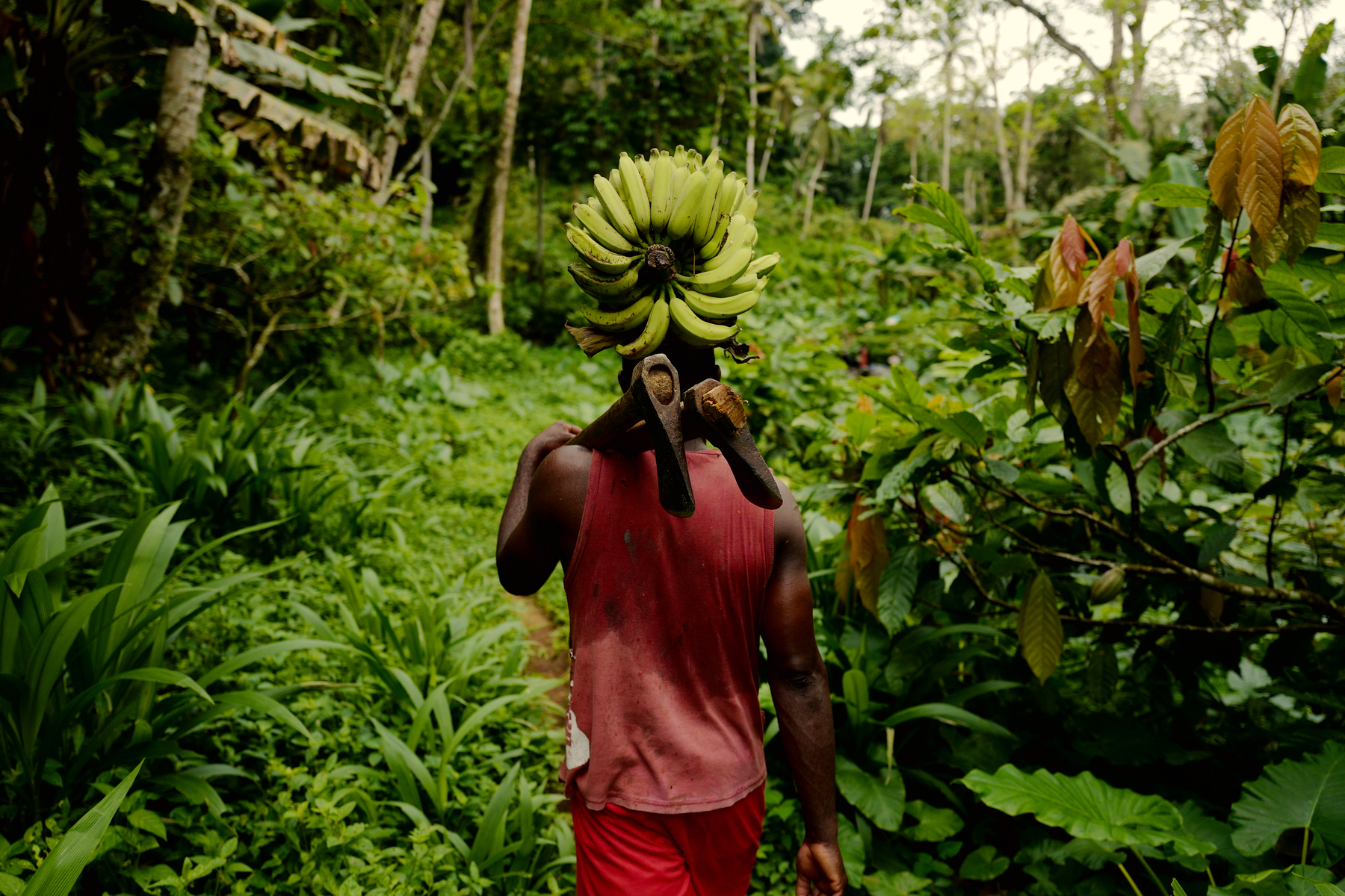 A man carries a bunch of bananas on his head, in the middle of a forest. 
