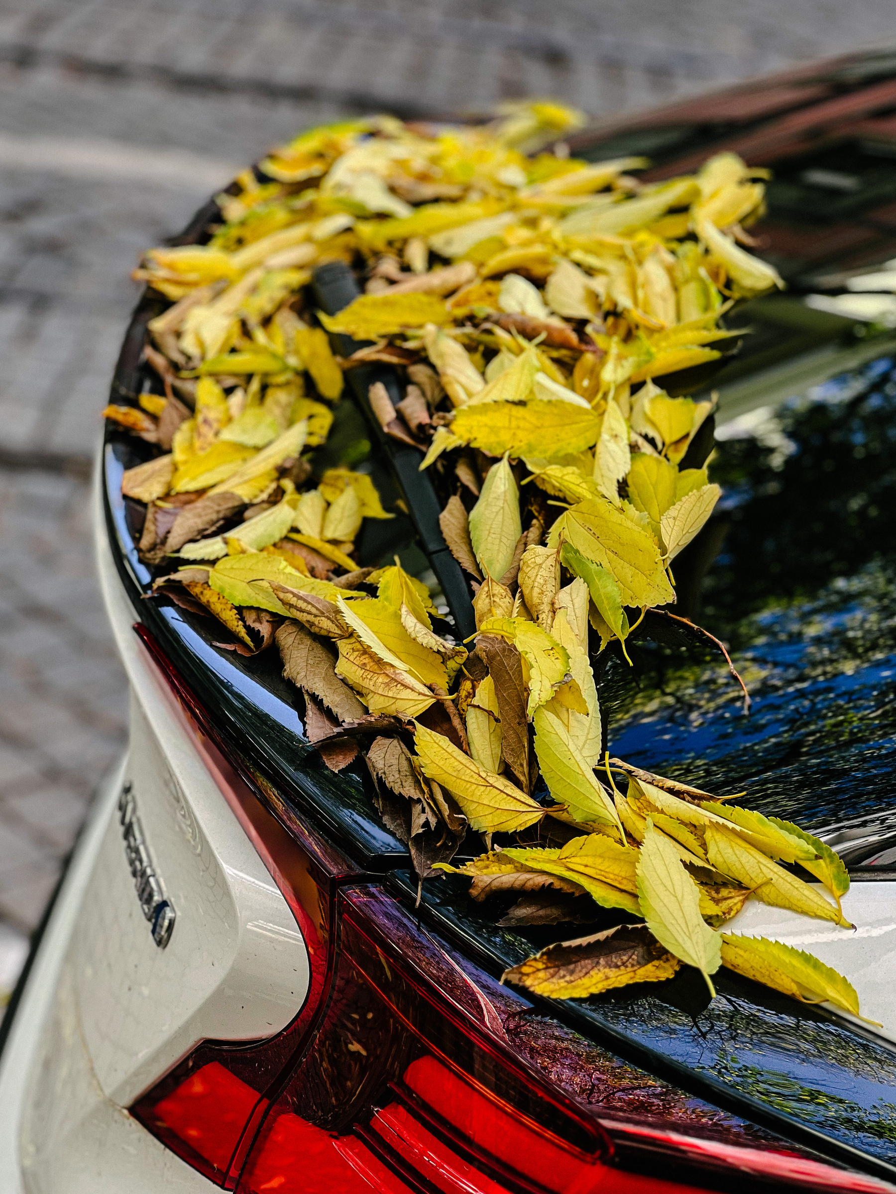 The back of a car, covered in yellow leaves. 