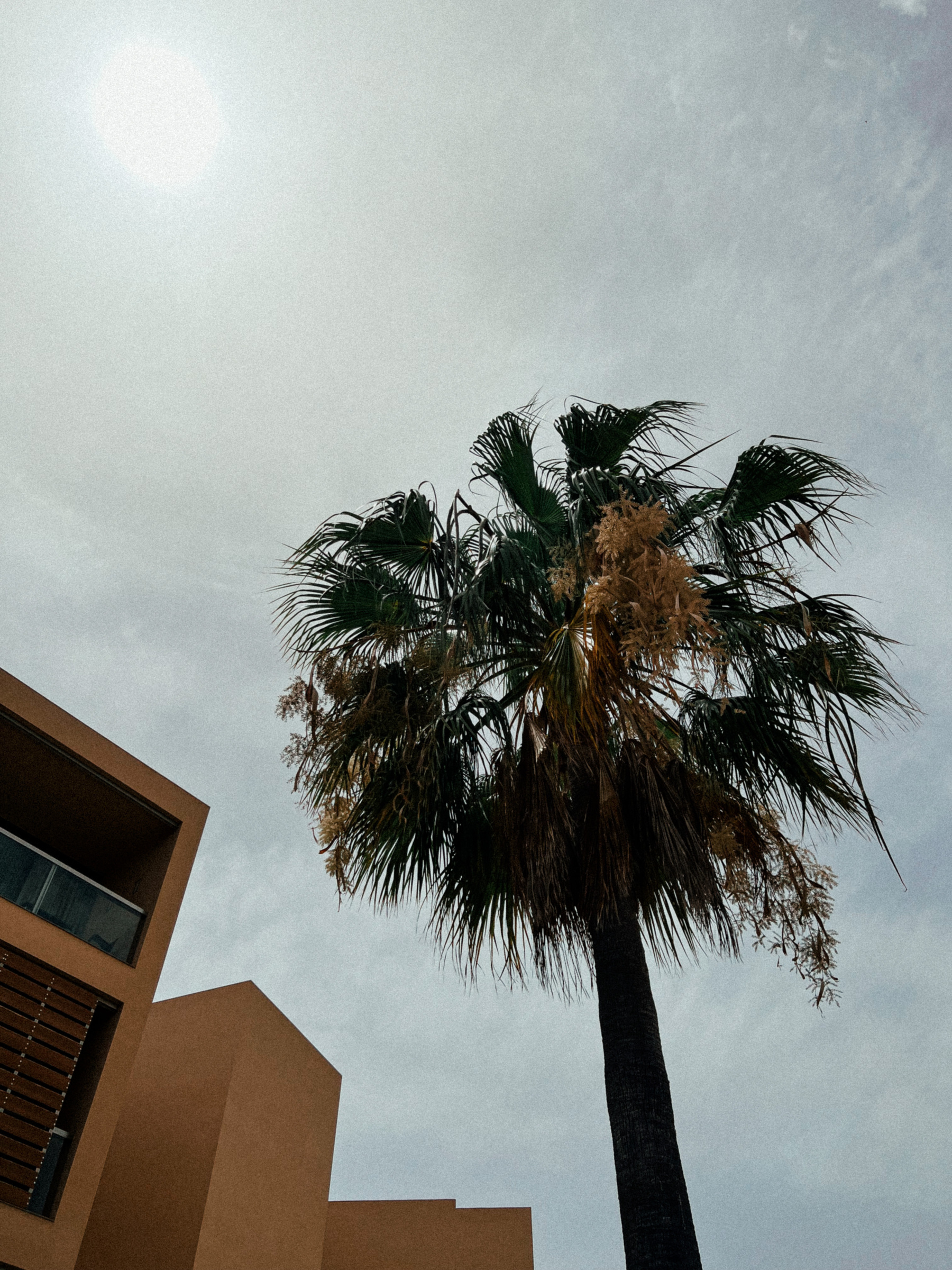A palm tree next to a building. 