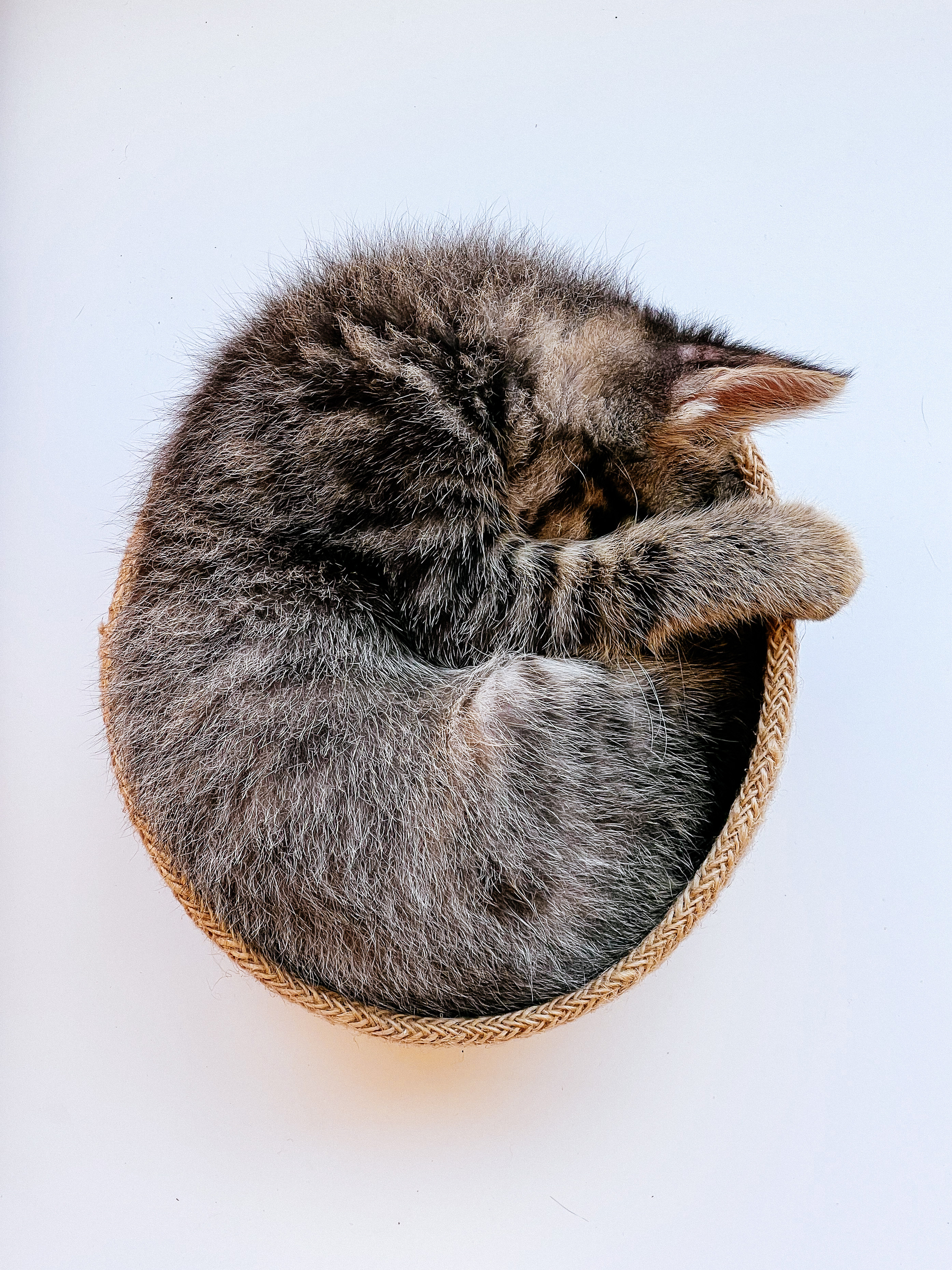 cat curled up, sleeping